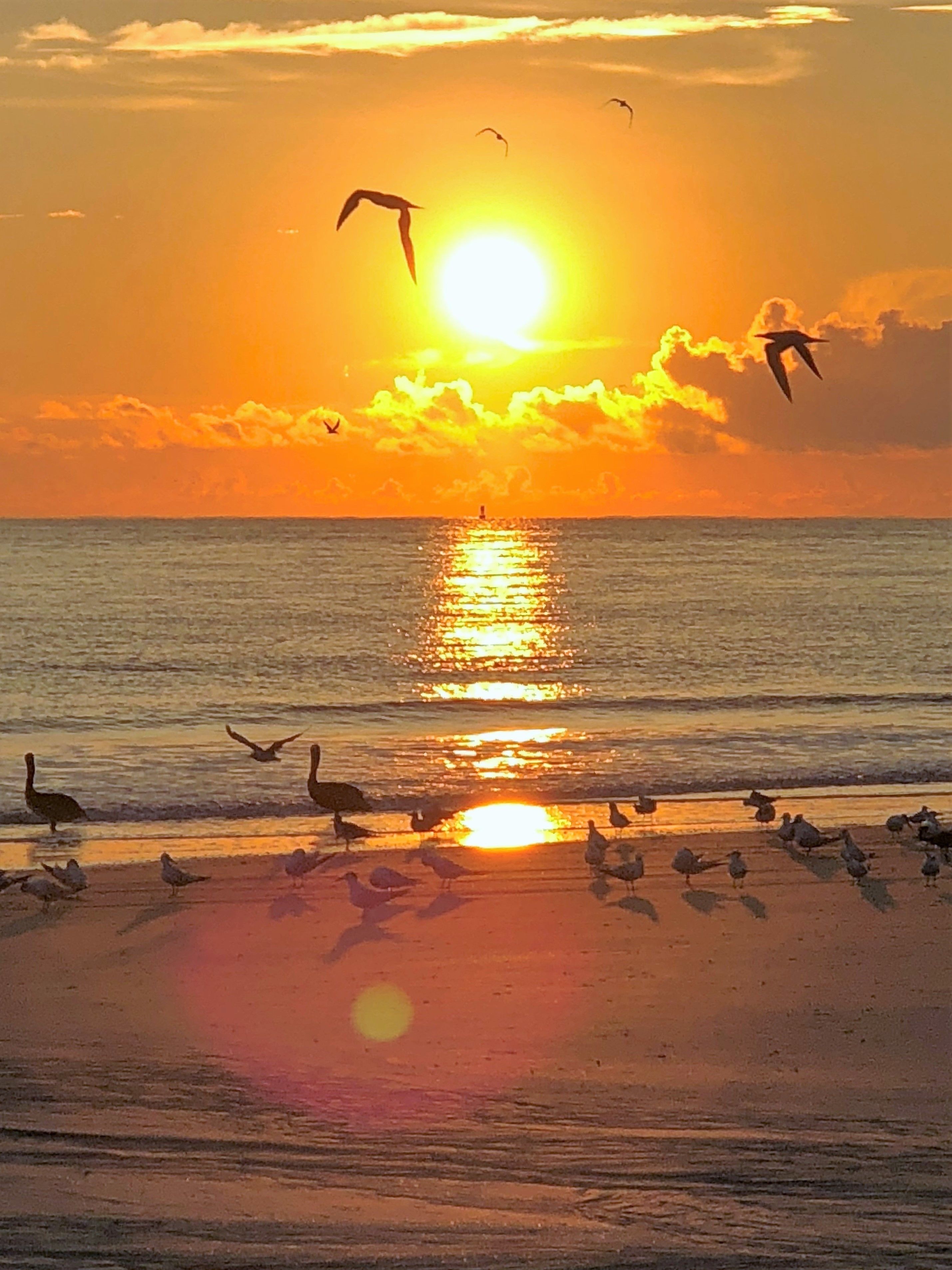 A sunset over a beach with birds flying and resting on the sand.