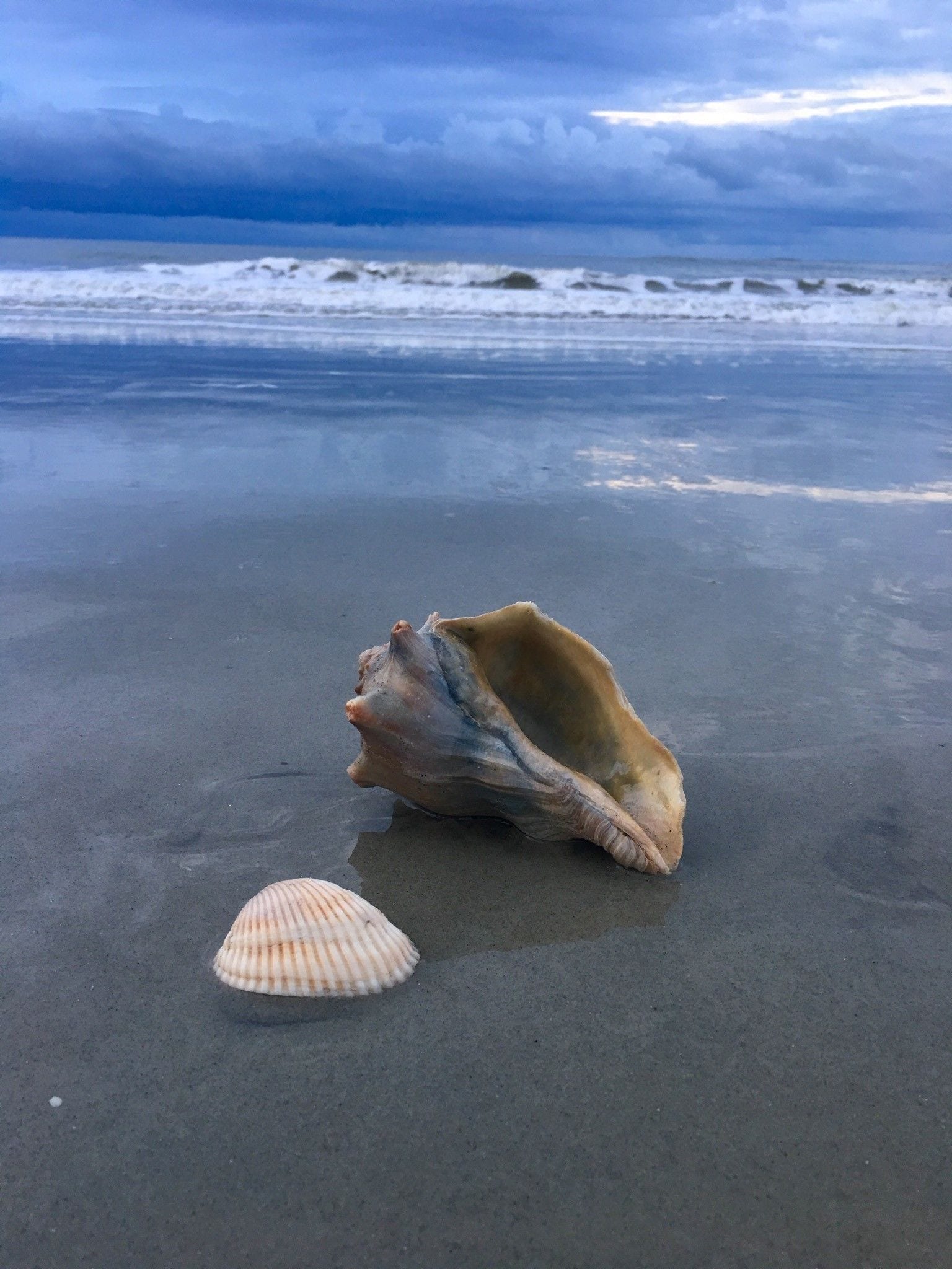 A beach with a large shell and a smaller shell on the sand.