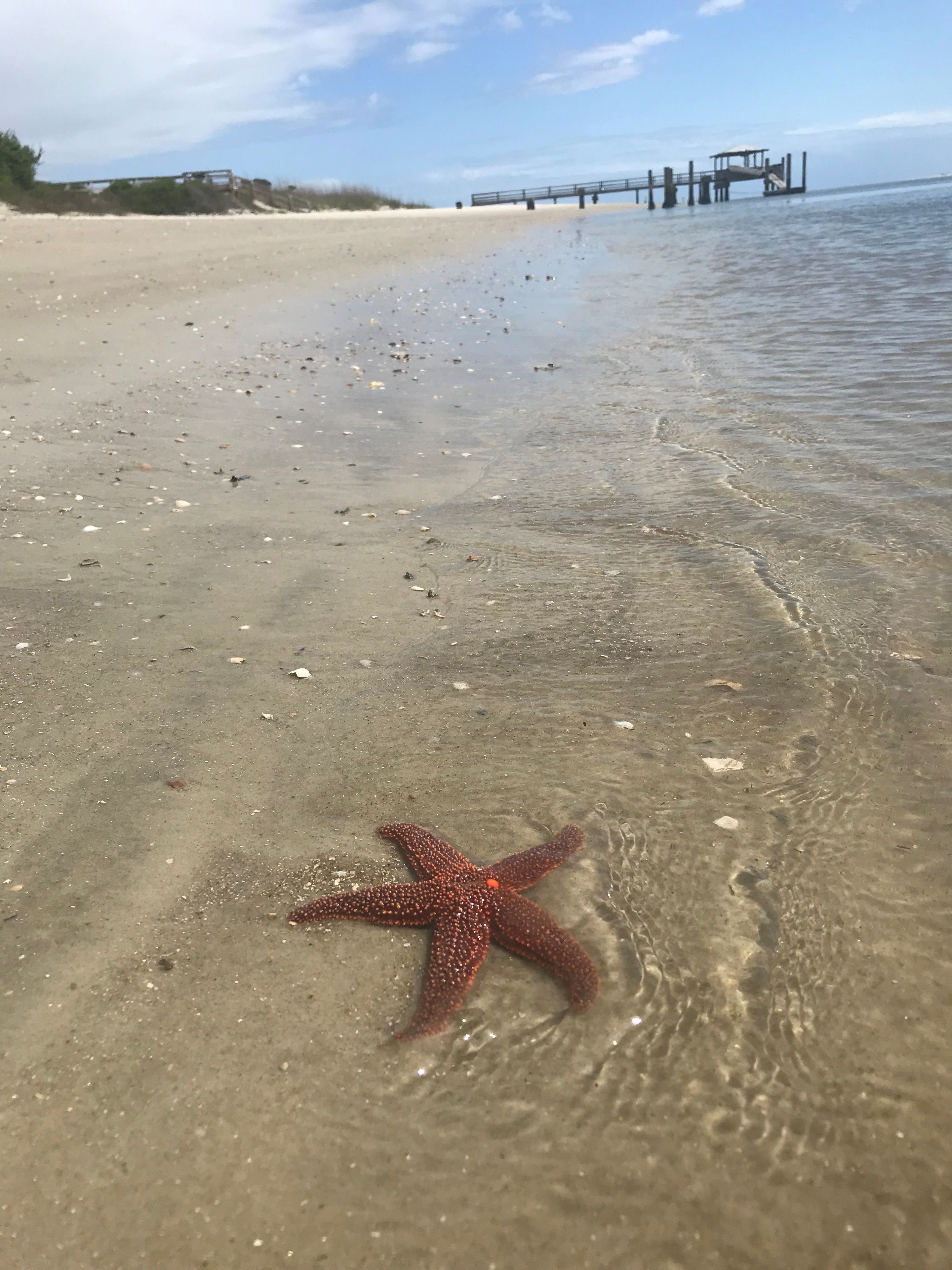A starfish on a sandy beach with a pier in the background.