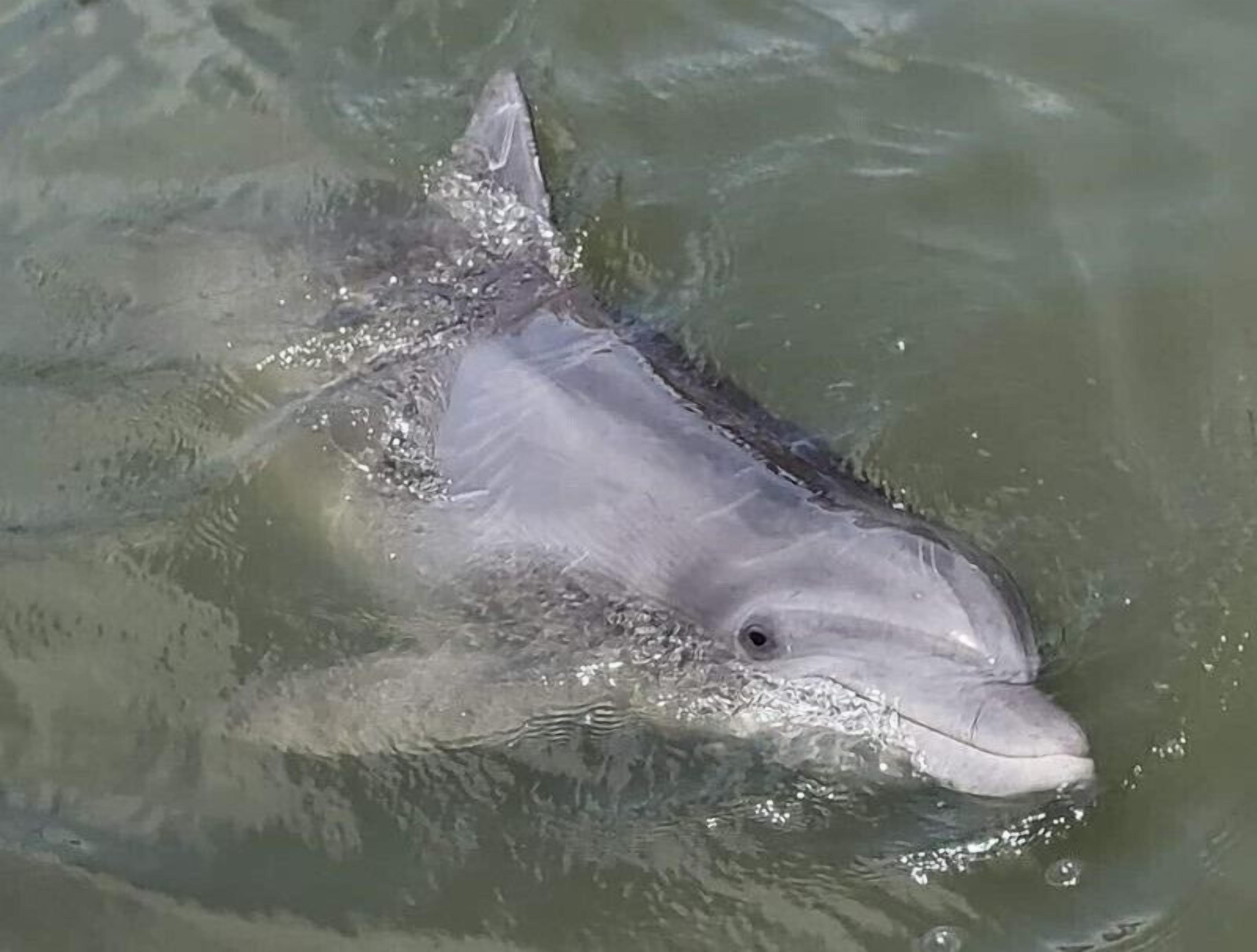 Ein Delfin schwimmt in klarem Wasser.