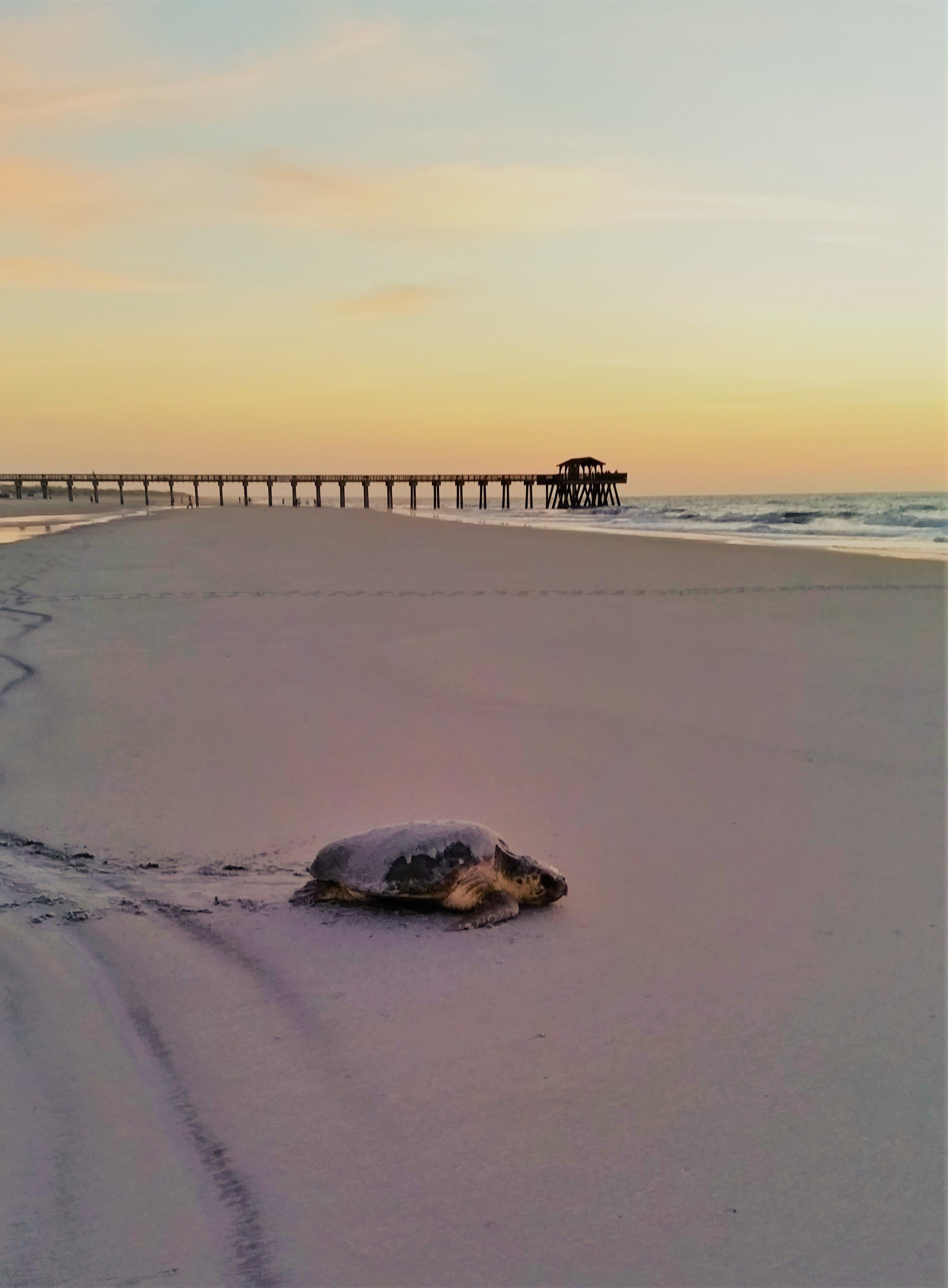Une plage avec une jetée qui s’avance dans l’océan et une tortue sur le sable.