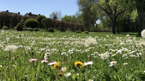 Un jardín con diversas flores y árboles.