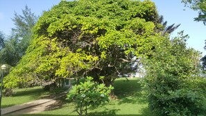 Jardim