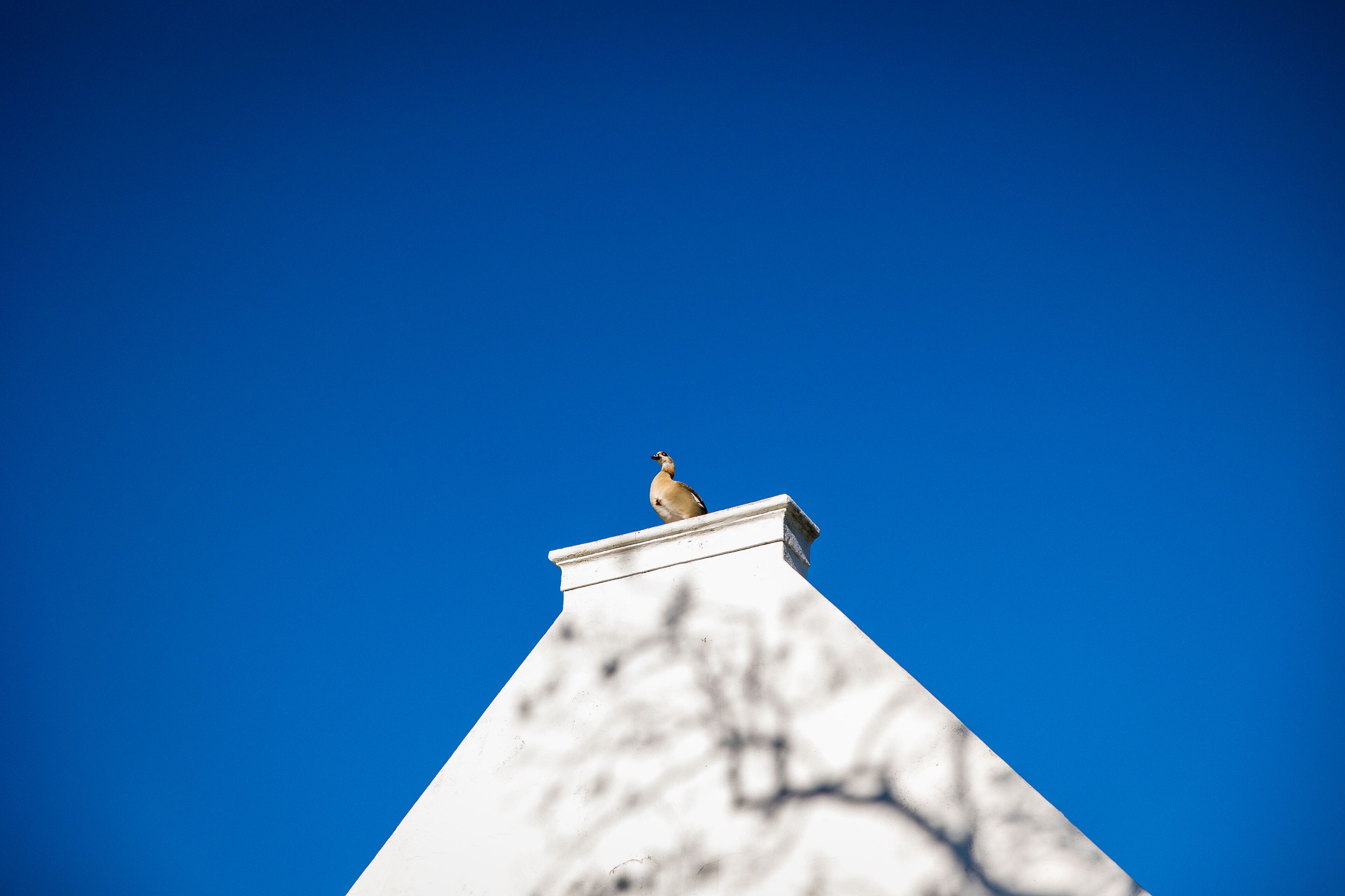 A bird perched on a building's roof against a clear blue sky.