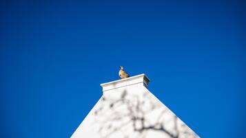 A bird perched on a building's roof against a clear blue sky.