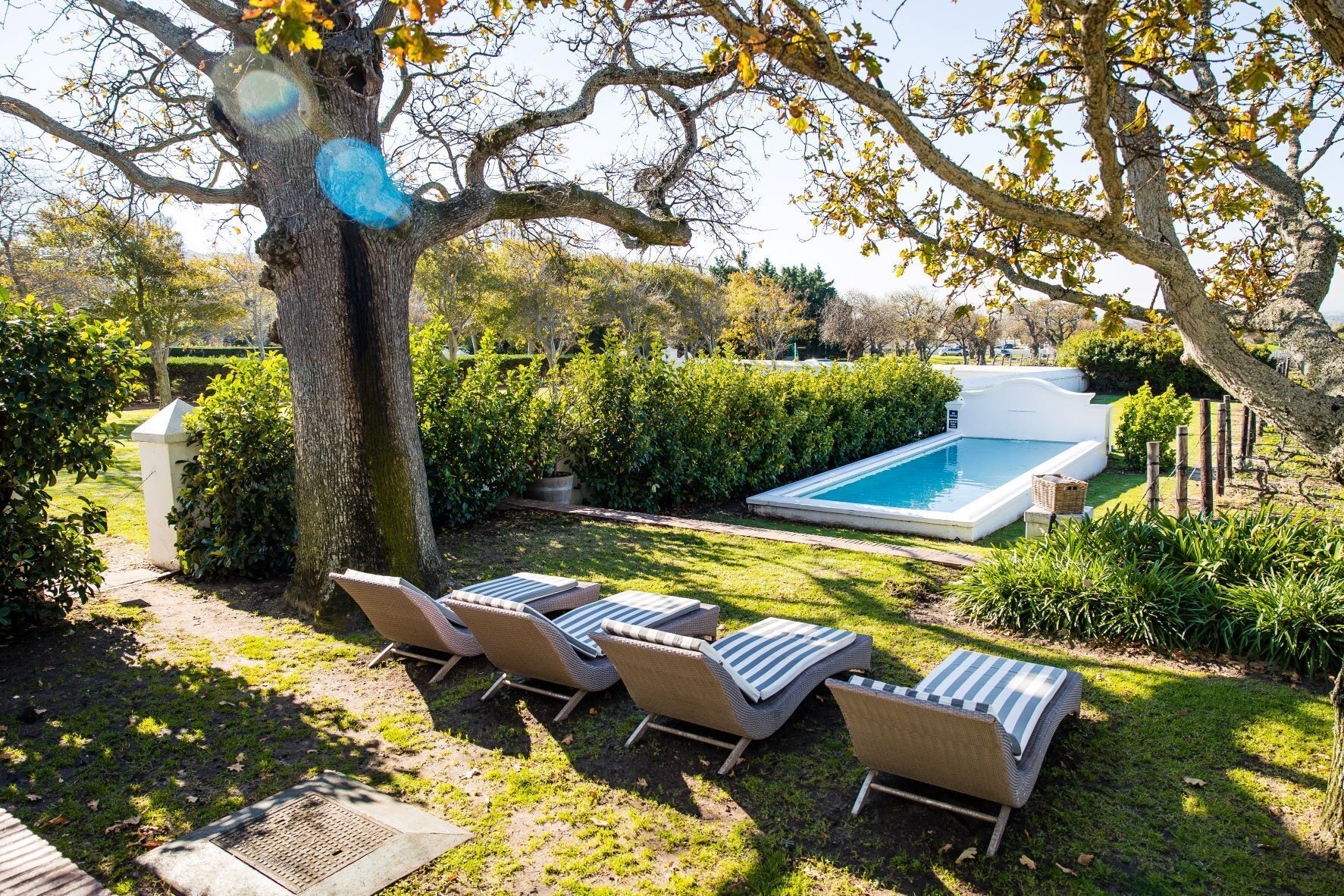 Ein Garten mit Swimmingpool, Liegestühlen und einem großen Baum.