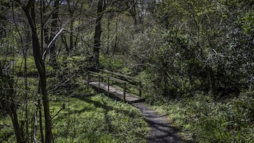 Un sendero estrecho en un bosque con un puente de madera.