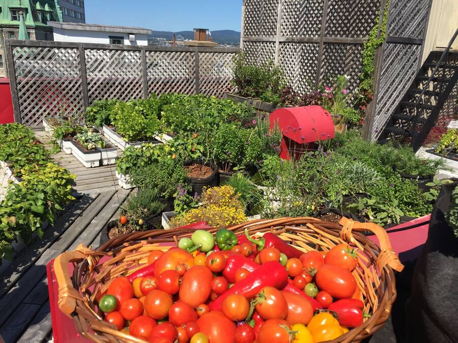 Un jardín en la azotea con diversas plantas y una cesta de tomates.