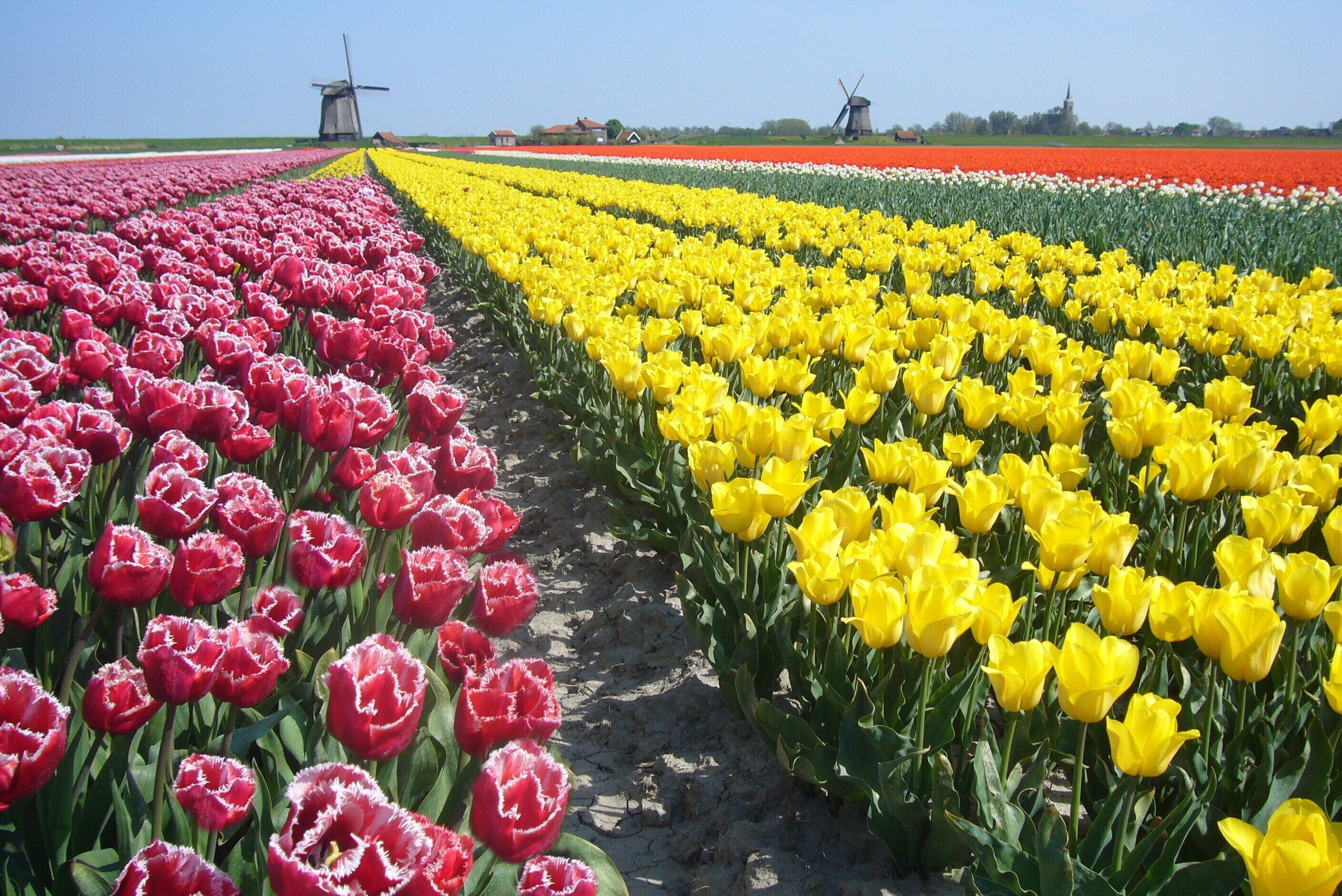 A field of tulips in rows with a windmill in the background.