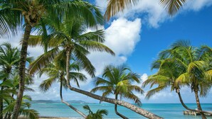 Une plage bordée de palmiers, sous un ciel bleu et dégagé.
