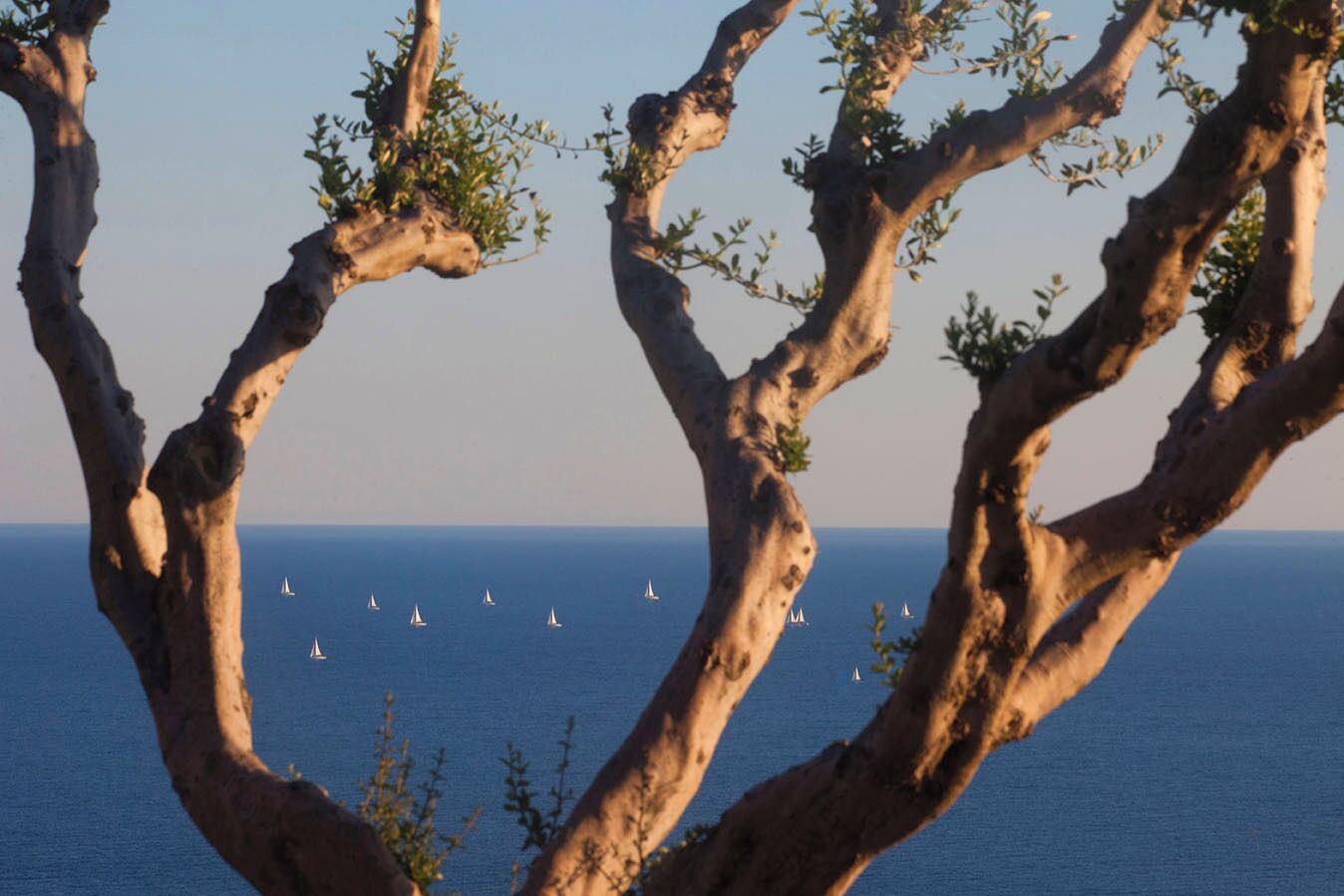 Un árbol de ramas retorcidas enmarca la vista del mar con veleros.