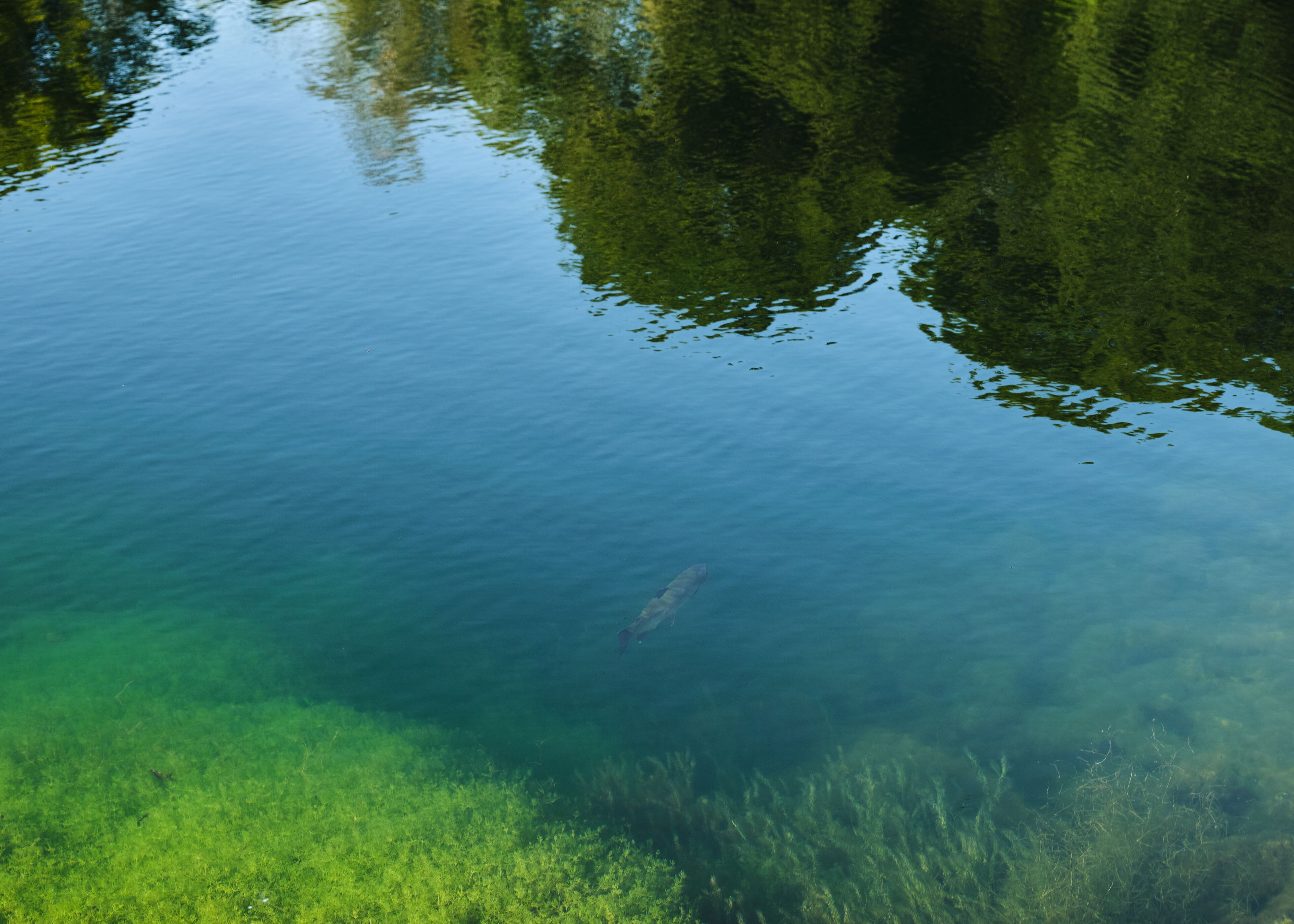 Vista despejada de un lago con vegetación sumergida y el reflejo de árboles en la superficie del agua.