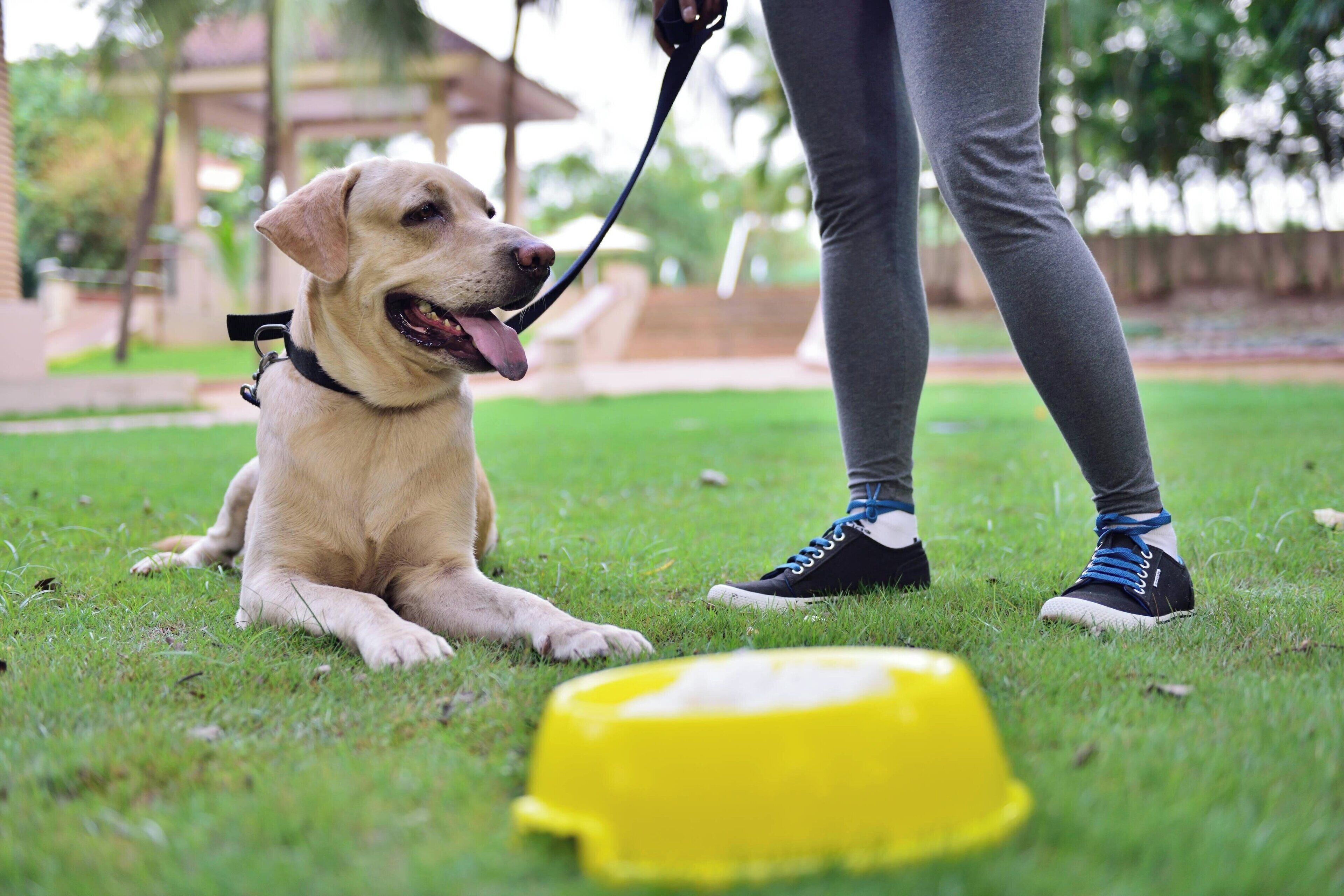 A dog on a leash in a grassy area with a yellow bowl on the ground.
