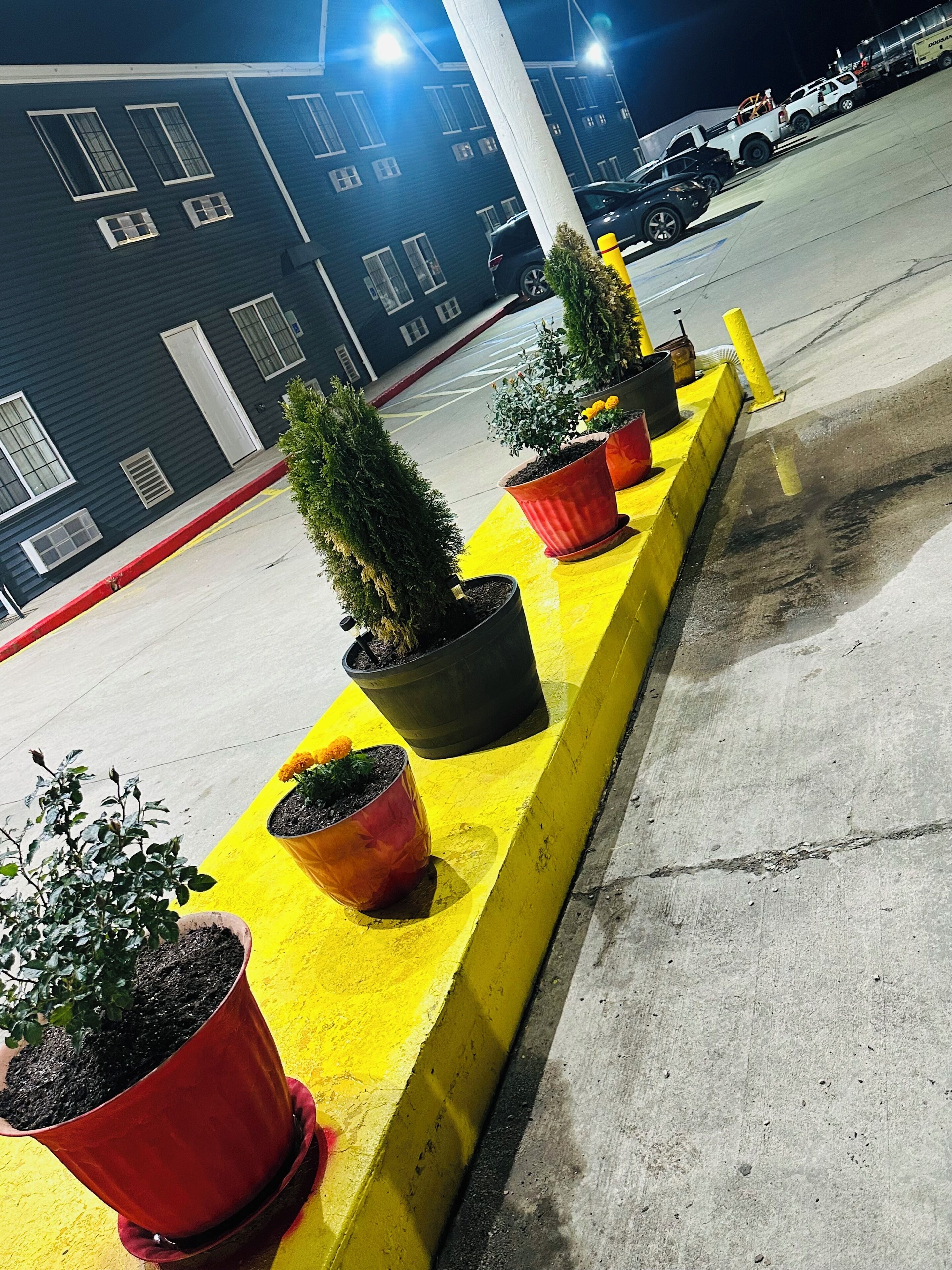 Una fila de macetas con plantas sobre una bordillo amarillo en un estacionamiento.