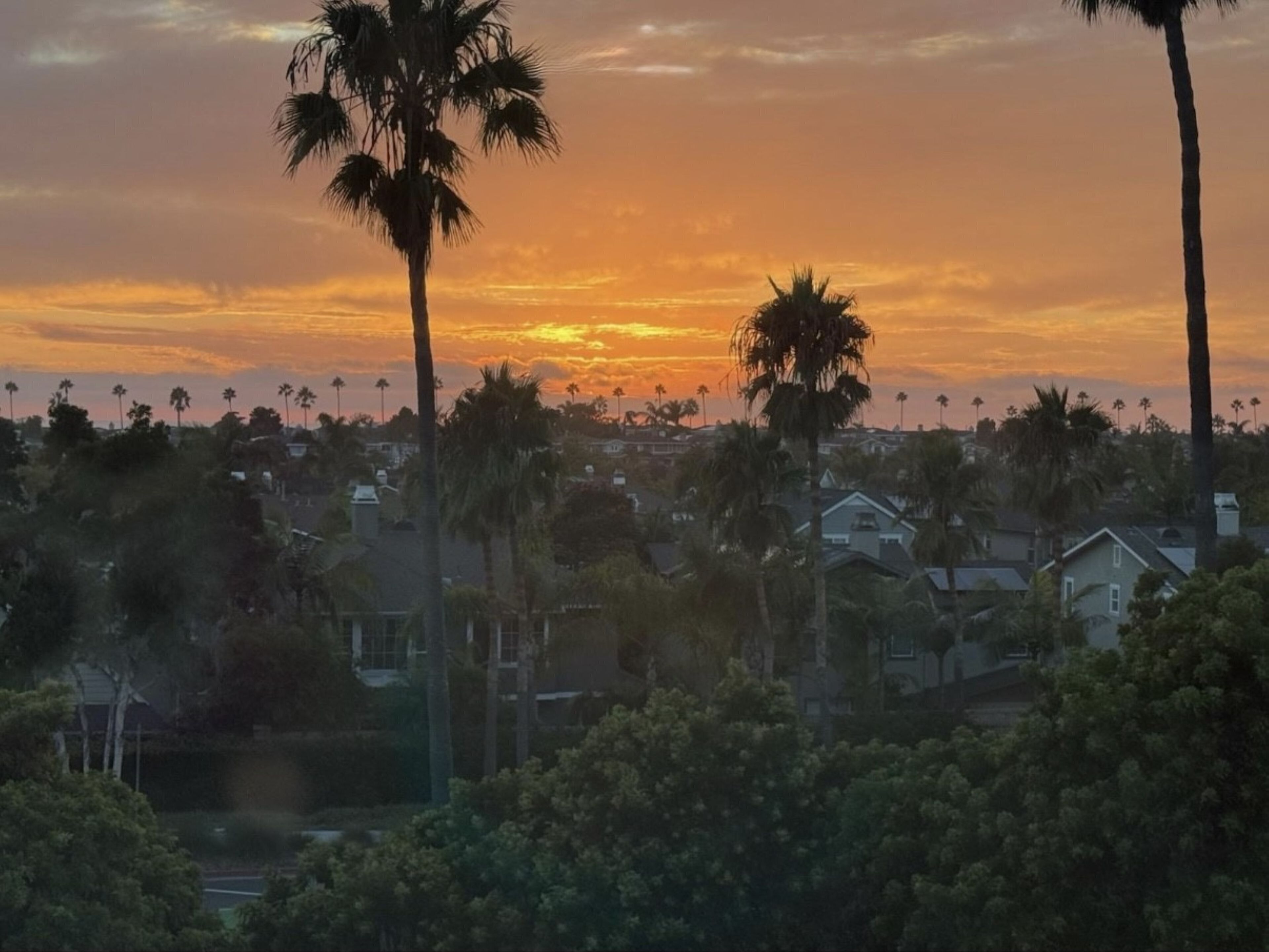 A residential area with houses and palm trees during sunset.