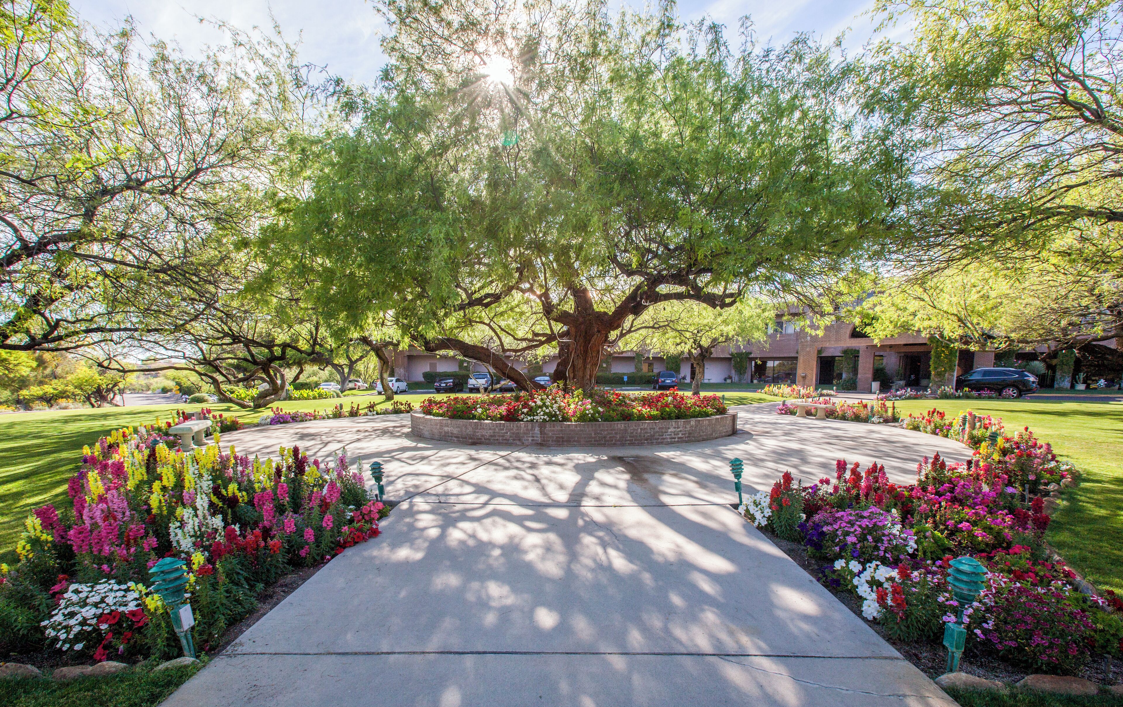 A tree-lined pathway with a circular flower bed and a bench.