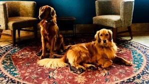 Two dogs sitting on a patterned rug in a room with blue walls, two armchairs, and a window with a tree view. - Maverick Hotel Eugene Near University, an Ascend Collection Hotel (Eugene)