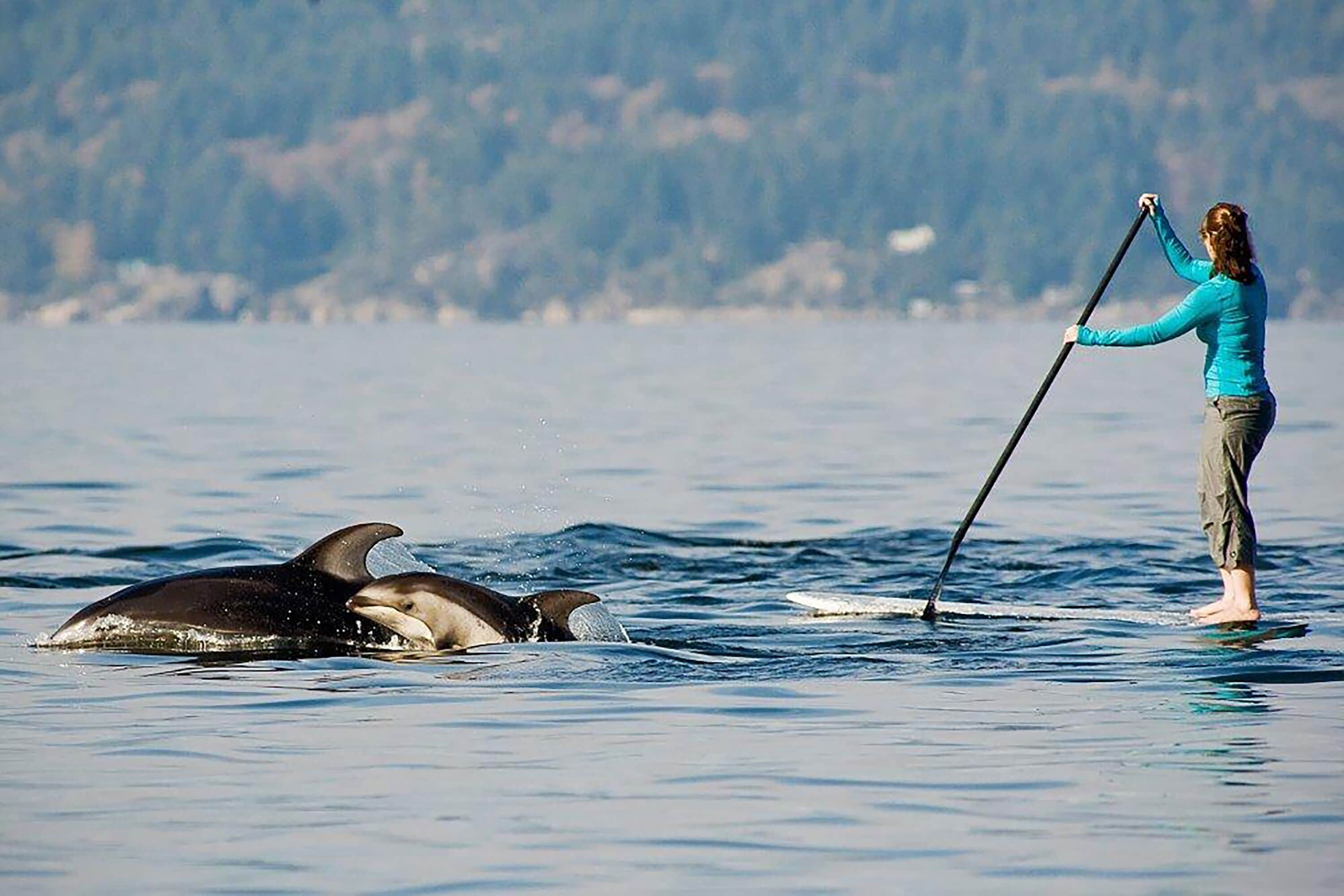 Una persona de pie en una tabla de remo en un cuerpo de agua, con dos delfines cerca.