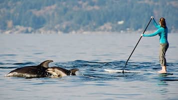 Una persona de pie en una tabla de remo en un cuerpo de agua, con dos delfines cerca.