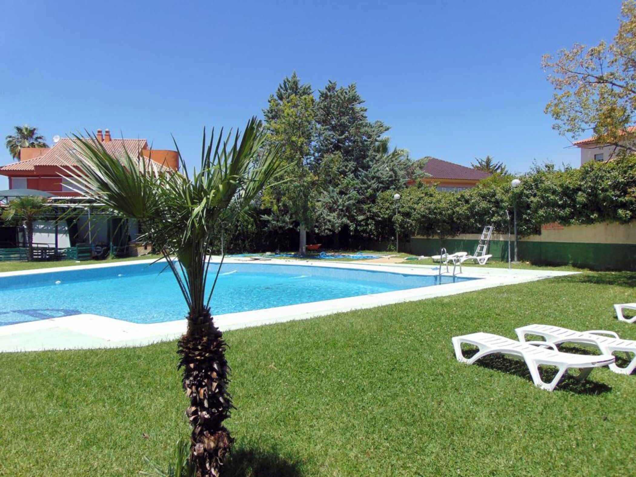 Una piscina rodeada de césped y árboles, con sillas de descanso y una palmera en primer plano.