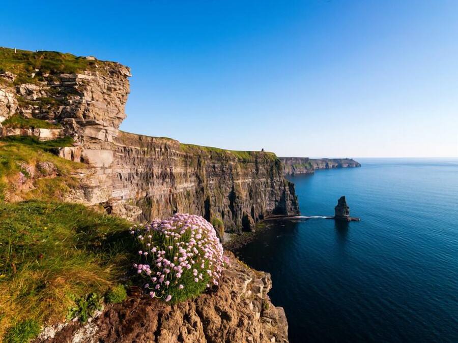 Une falaise côtière avec un affleurement rocheux et une petite touffe de fleurs roses.