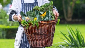 A person in a striped apron carrying a wicker basket filled with vegetables. - Old Ground Hotel (Ennis)