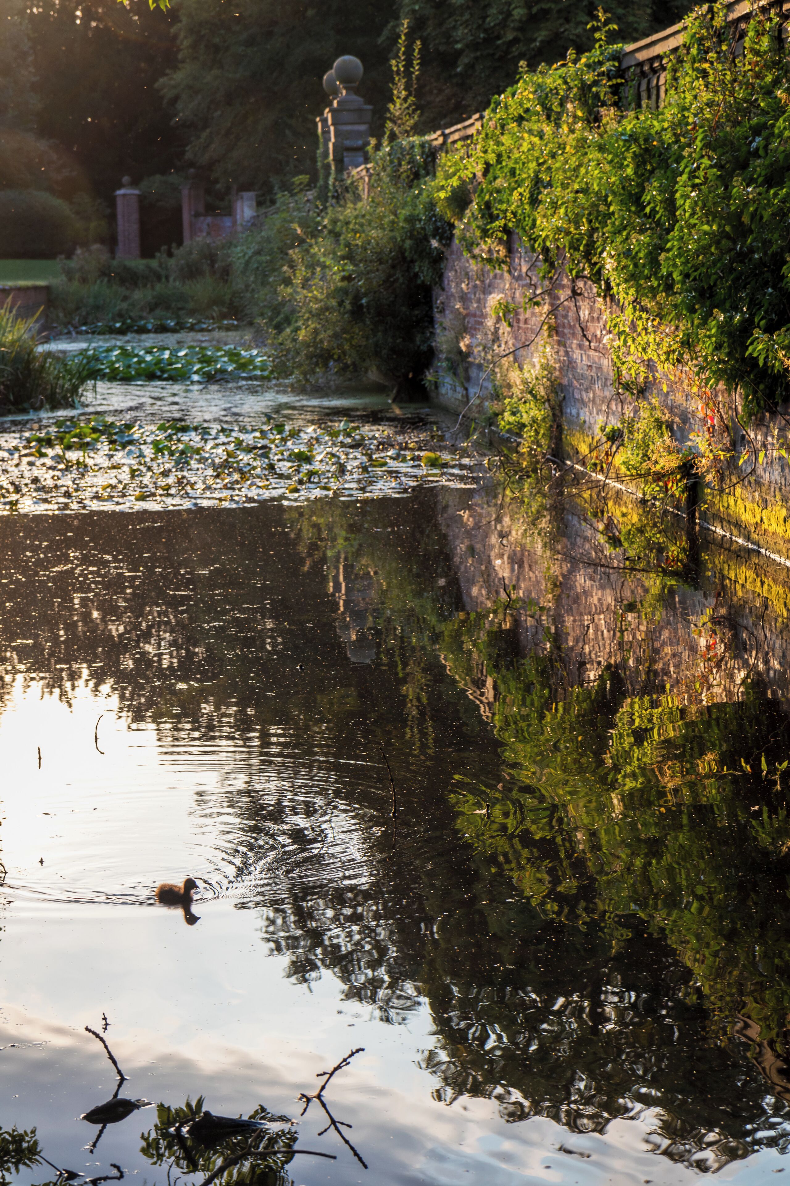 Ein ruhiger Teich mit Spiegelungen der umliegenden Vegetation und einer schwimmenden Ente.
