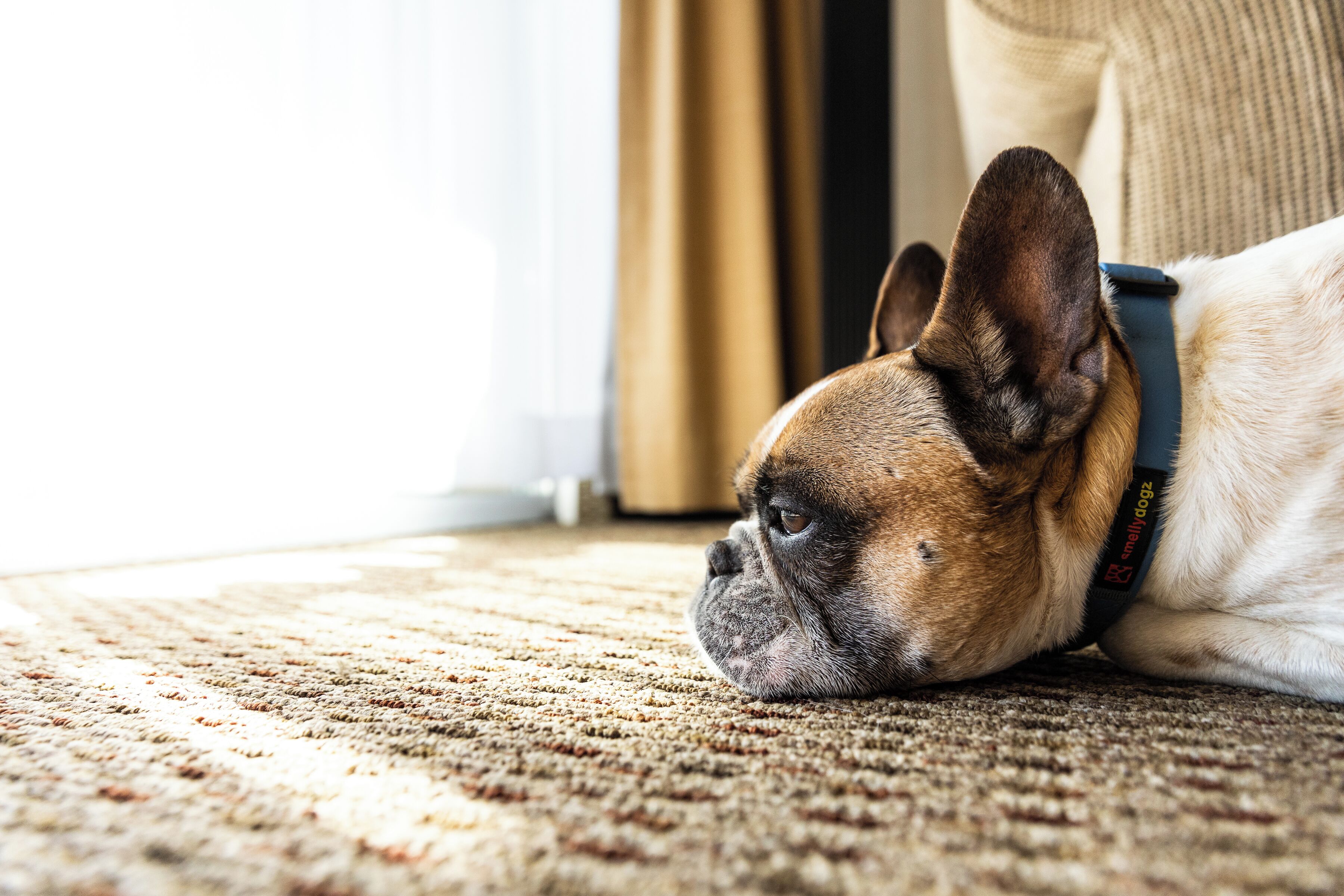 Un chien allongé sur un tapis.
