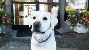 A white dog sitting on a paved area in front of a building with glass doors and potted plants.