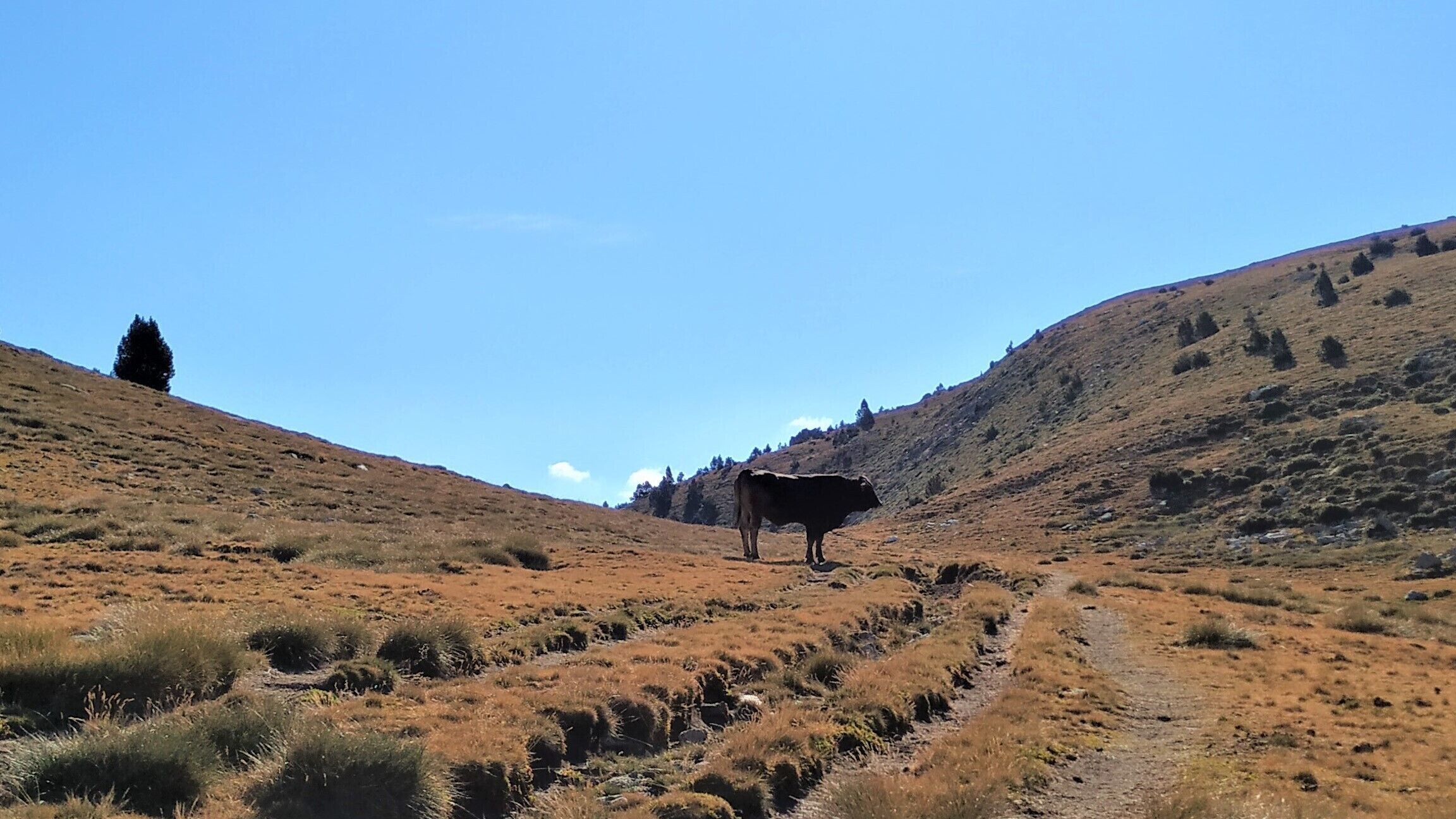 Una vaca parada en un sendero de tierra en un paisaje ondulado y cubierto de hierba.