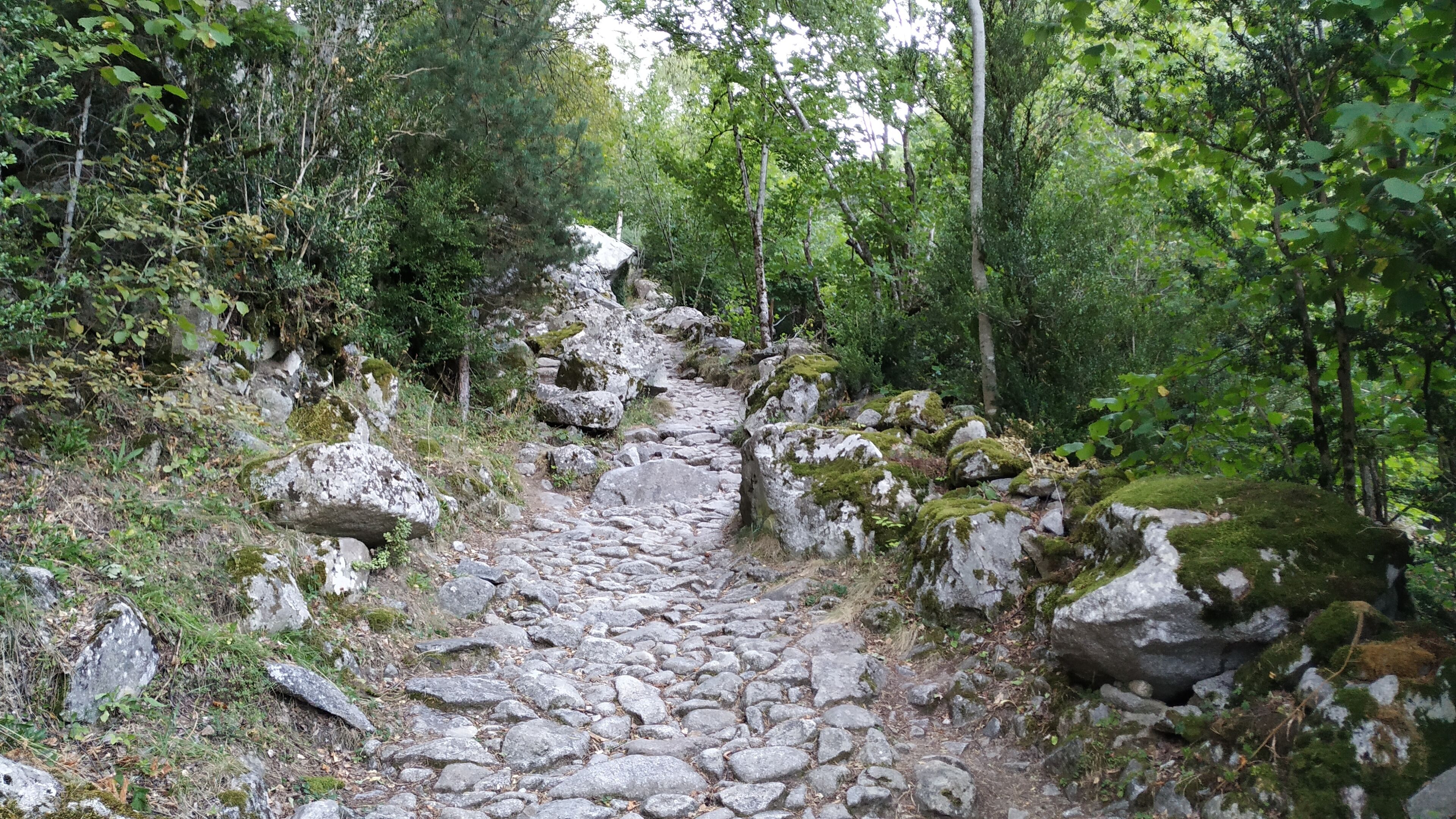 A stone pathway through a forest with large rocks and moss-covered boulders.