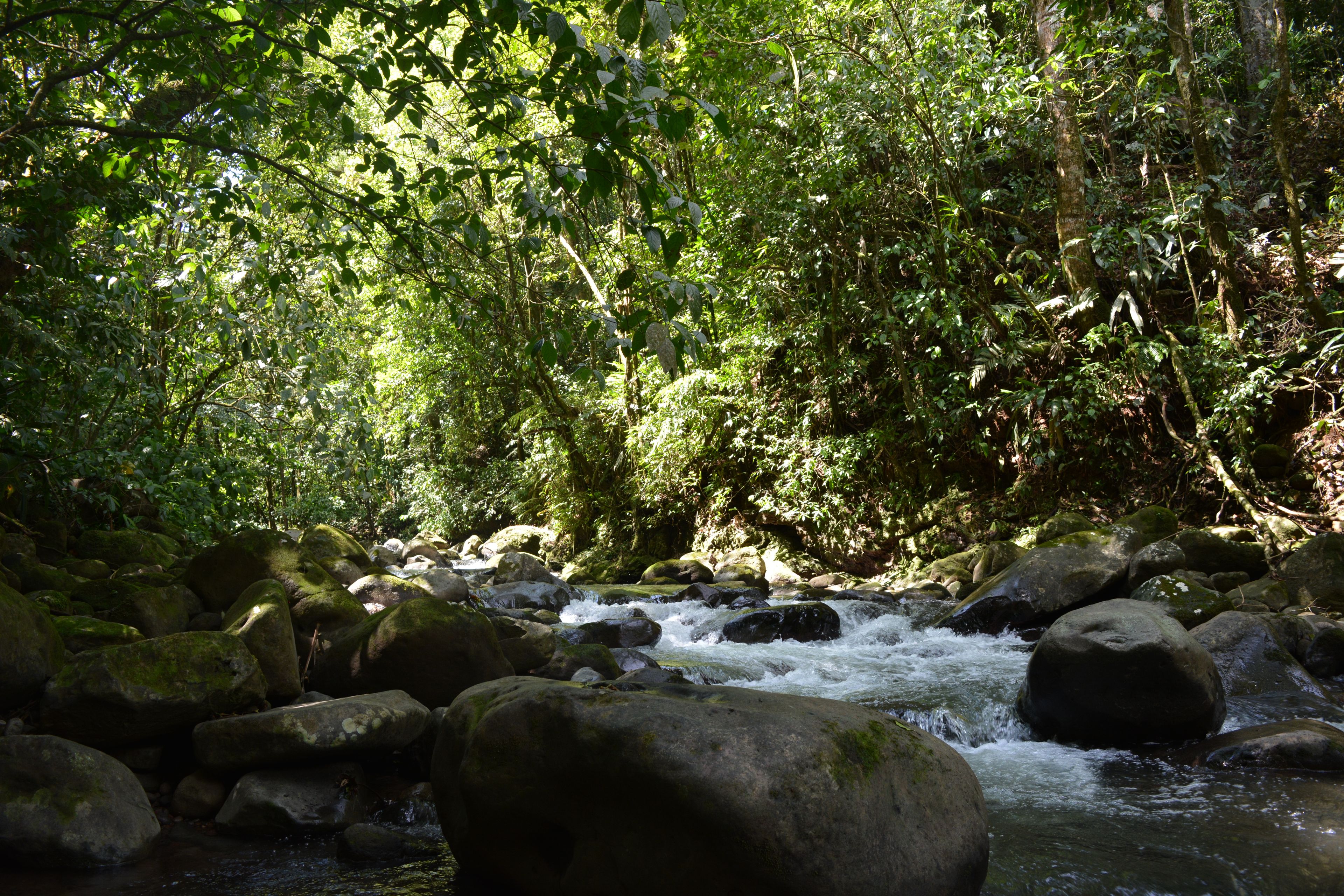 A natural stream flowing through a forested area with rocks and dense foliage.