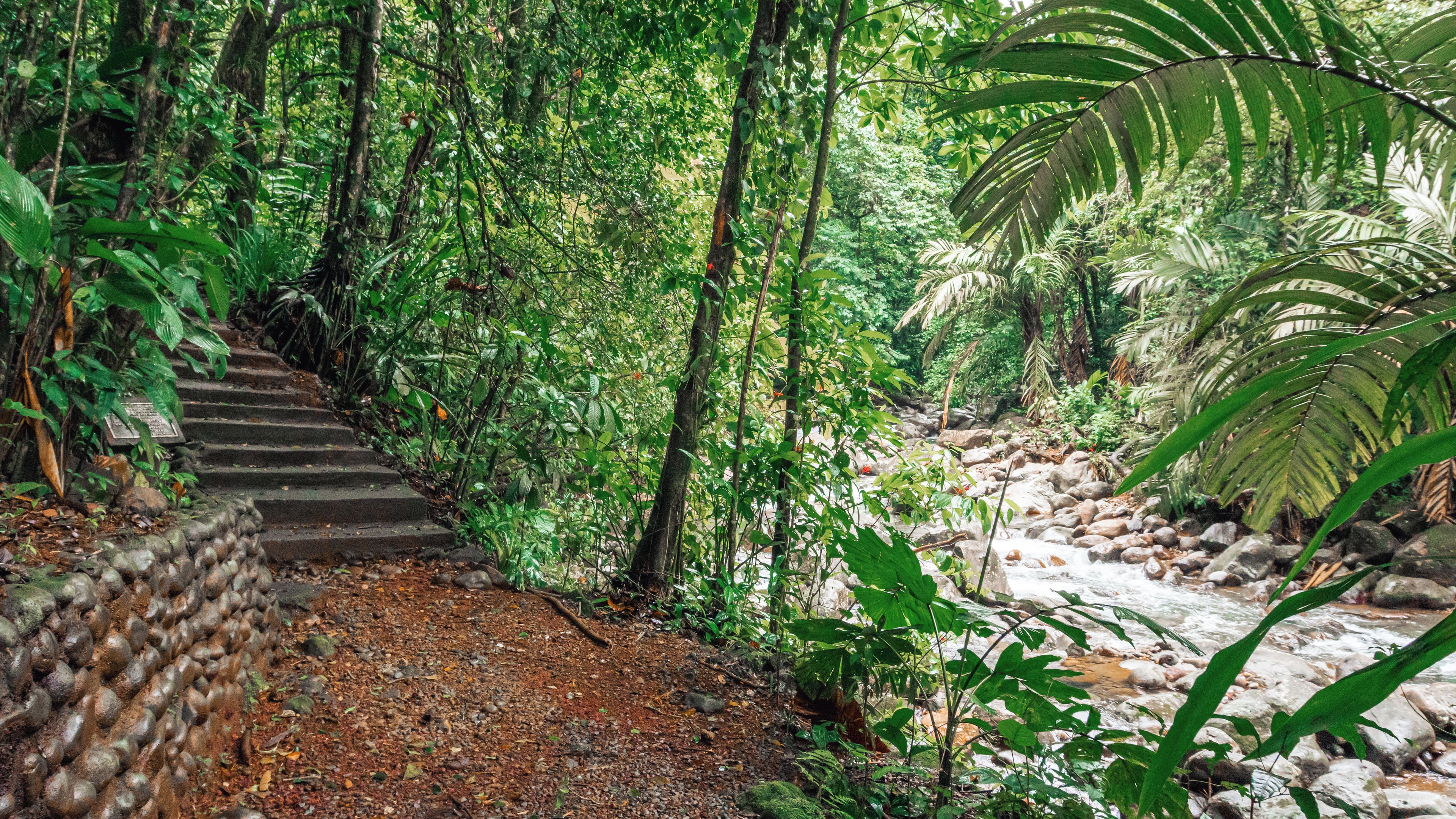 A forested area with a stone staircase leading up, surrounded by dense vegetation and a small stream.