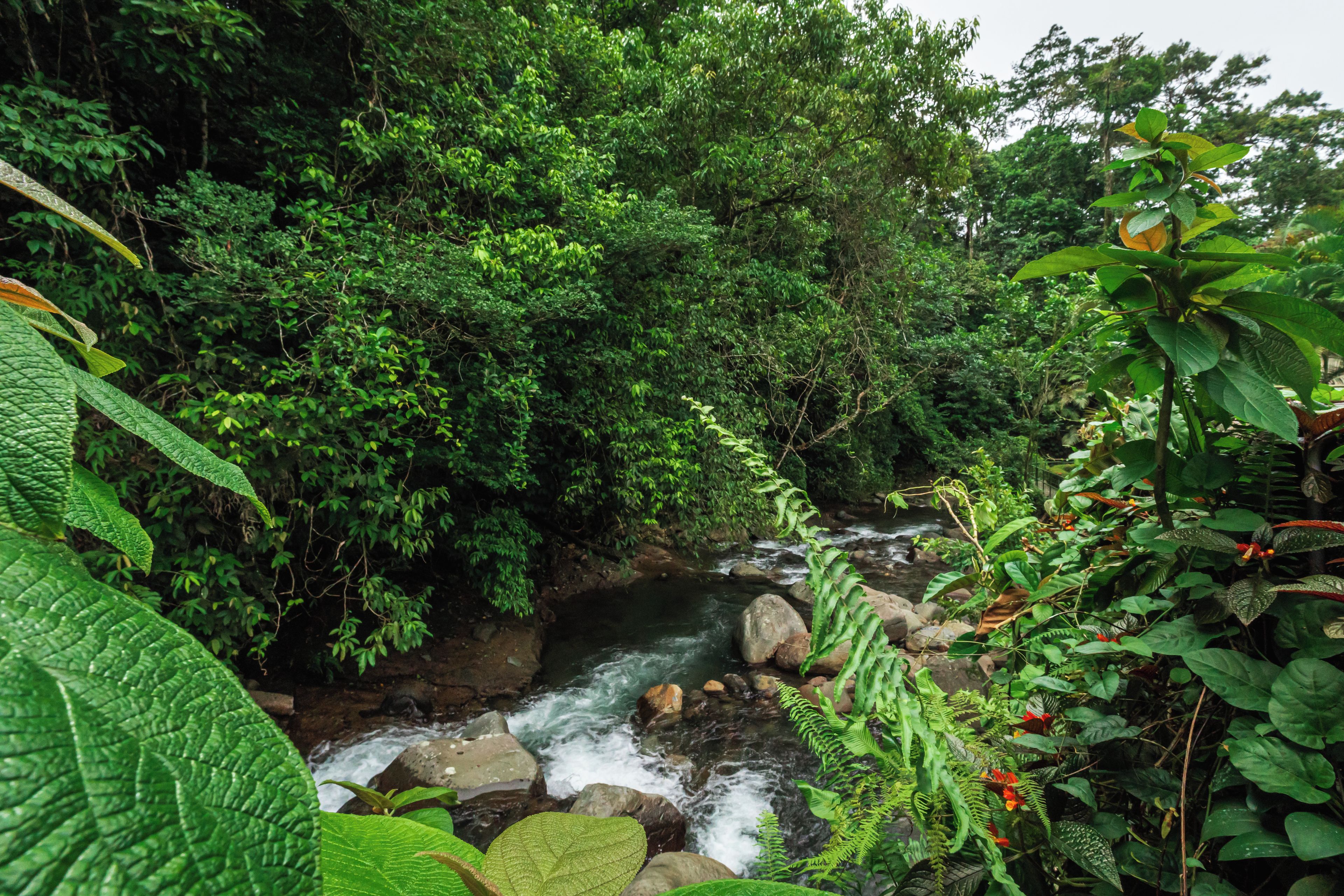 A natural landscape with a flowing stream, dense foliage, and a variety of plants.