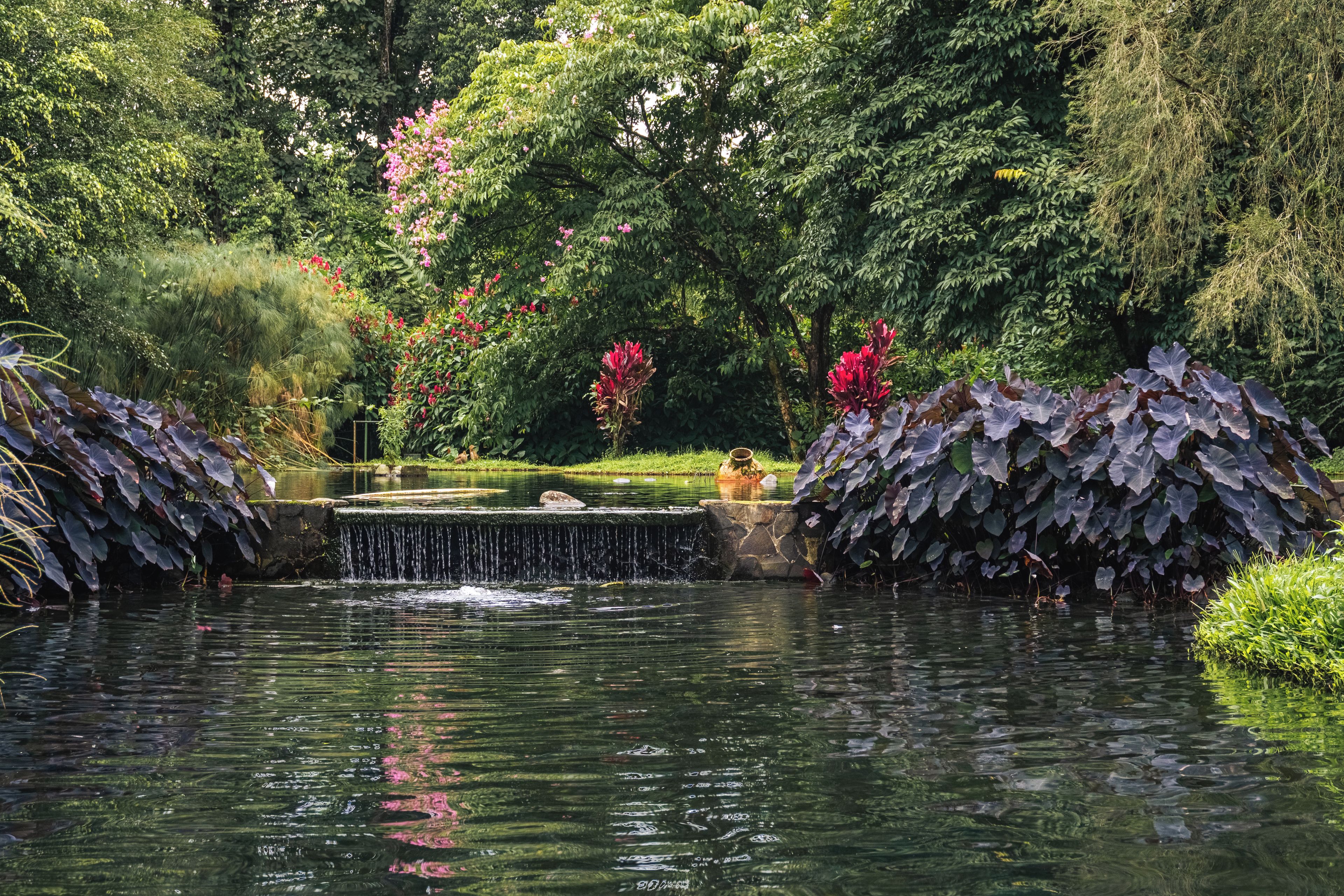 A tranquil garden with a small waterfall, lush greenery, and flowering plants.