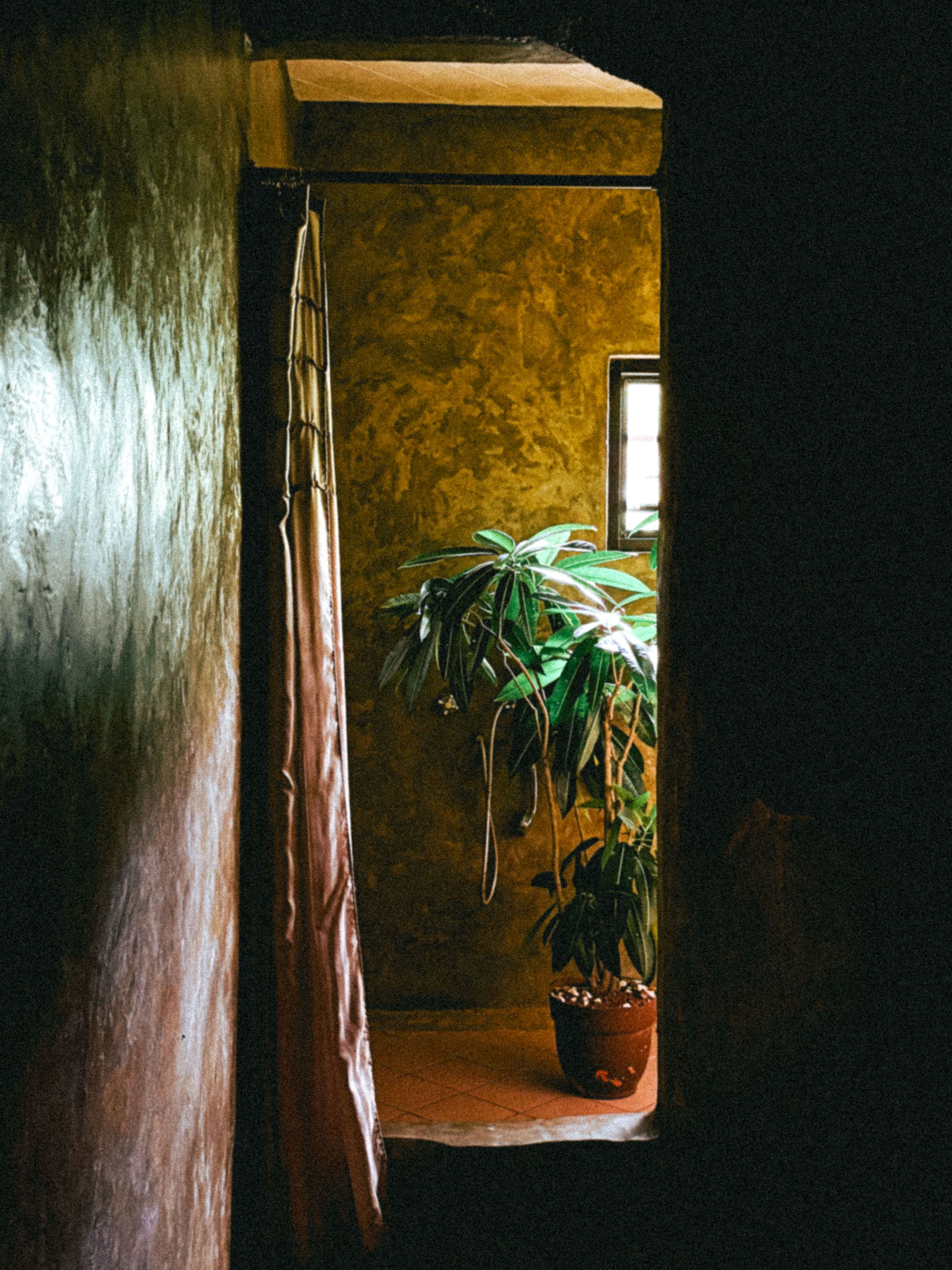 A room with a potted plant on a shelf, a wooden door, and a textured wall.