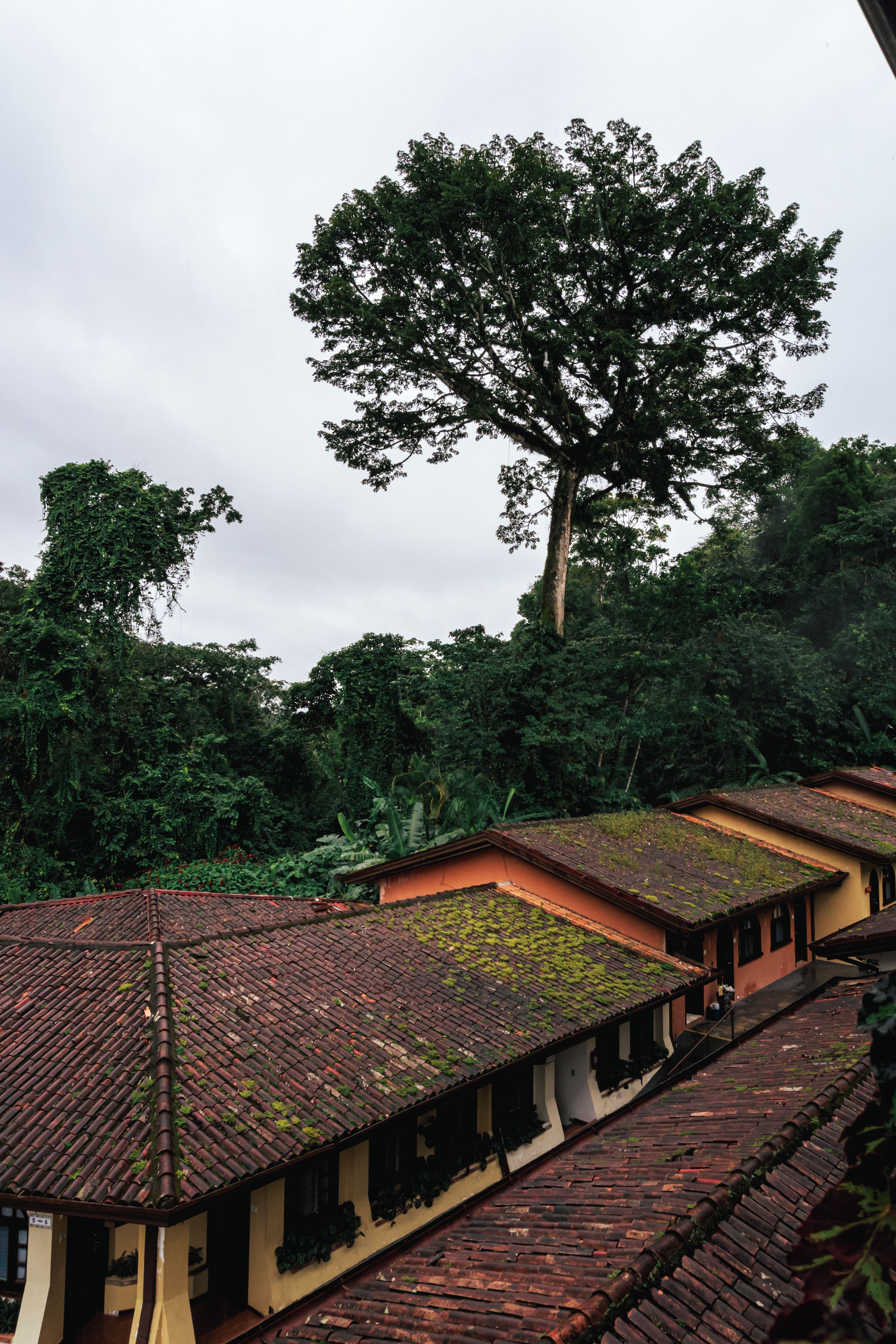 A traditional building with a tiled roof and a large tree in the background.