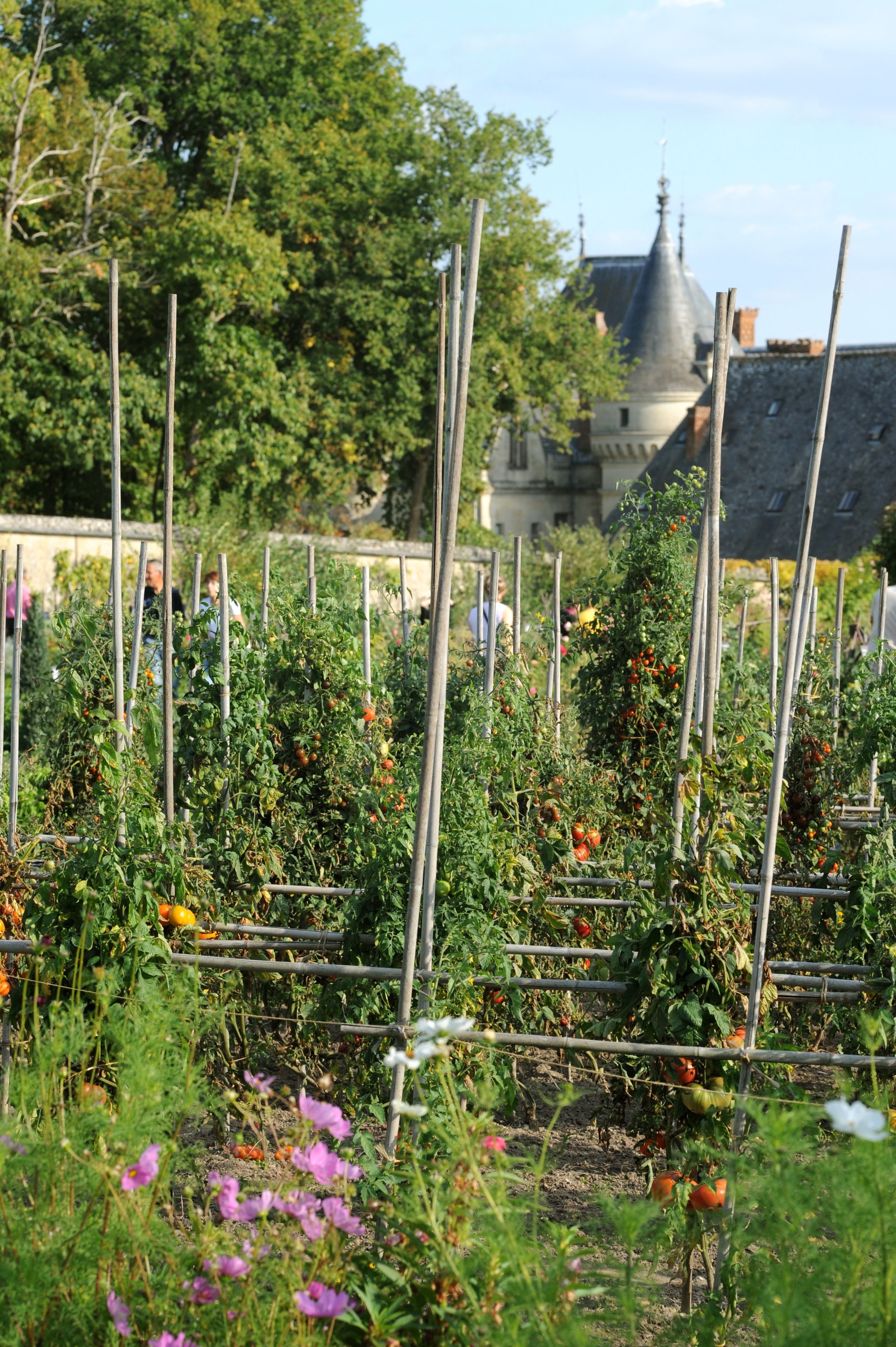 Un jardin avec des plants de tomates et des fleurs, une clôture en métal et, au fond, un bâtiment surmonté d’un dôme.