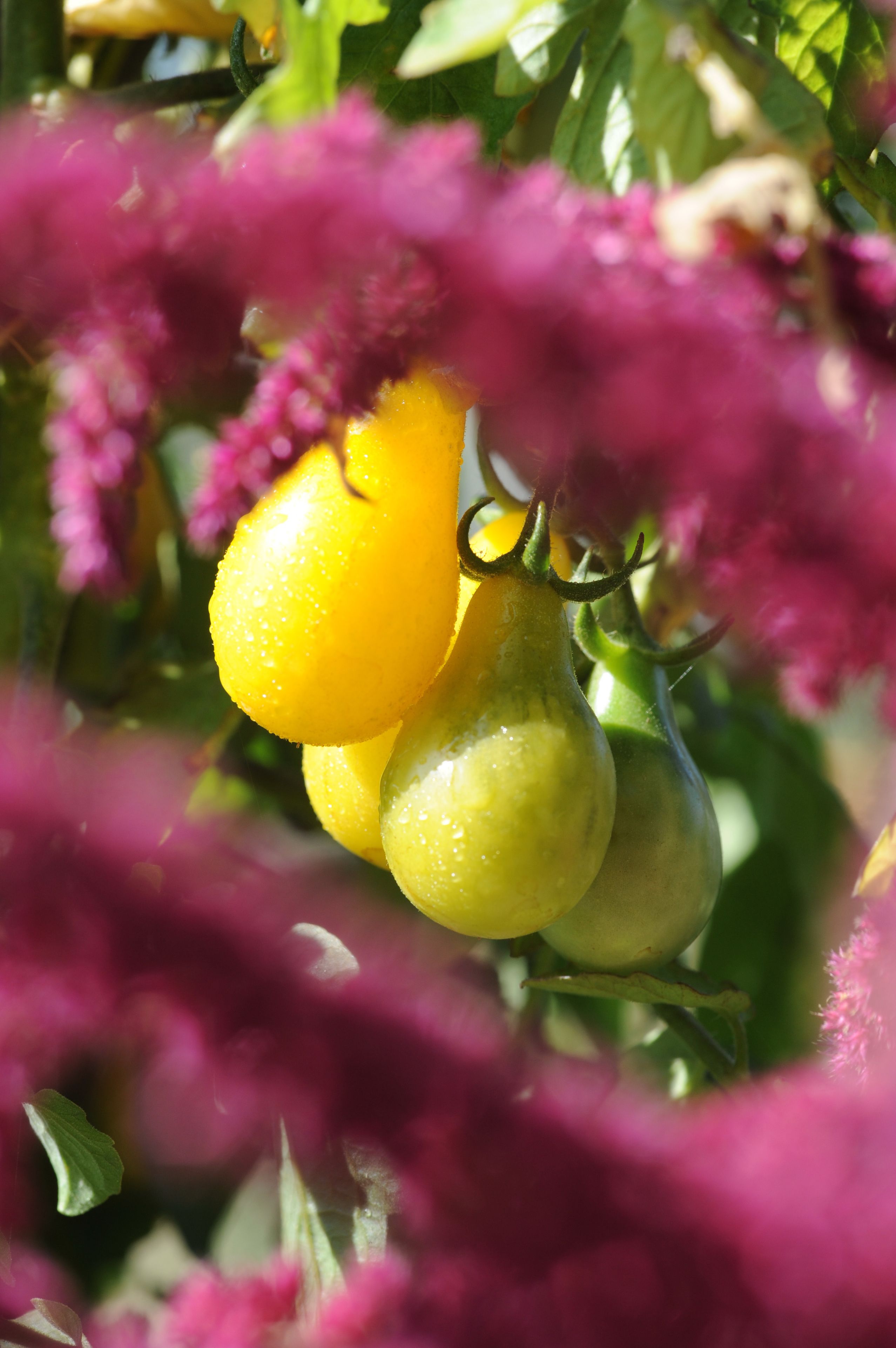 A close-up of a plant with yellow and green fruits, possibly lemons, surrounded by pink flowers.