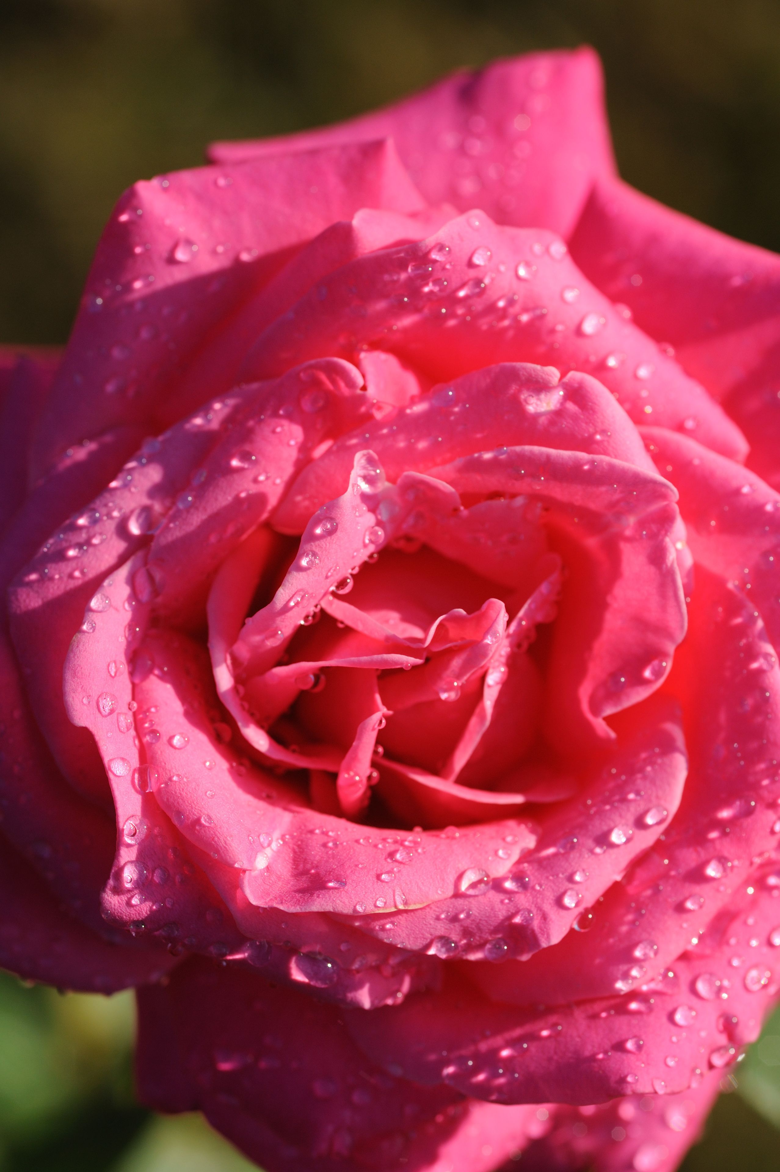 A close-up of a pink rose with water droplets.