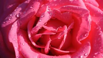 A close-up of a pink rose with water droplets.