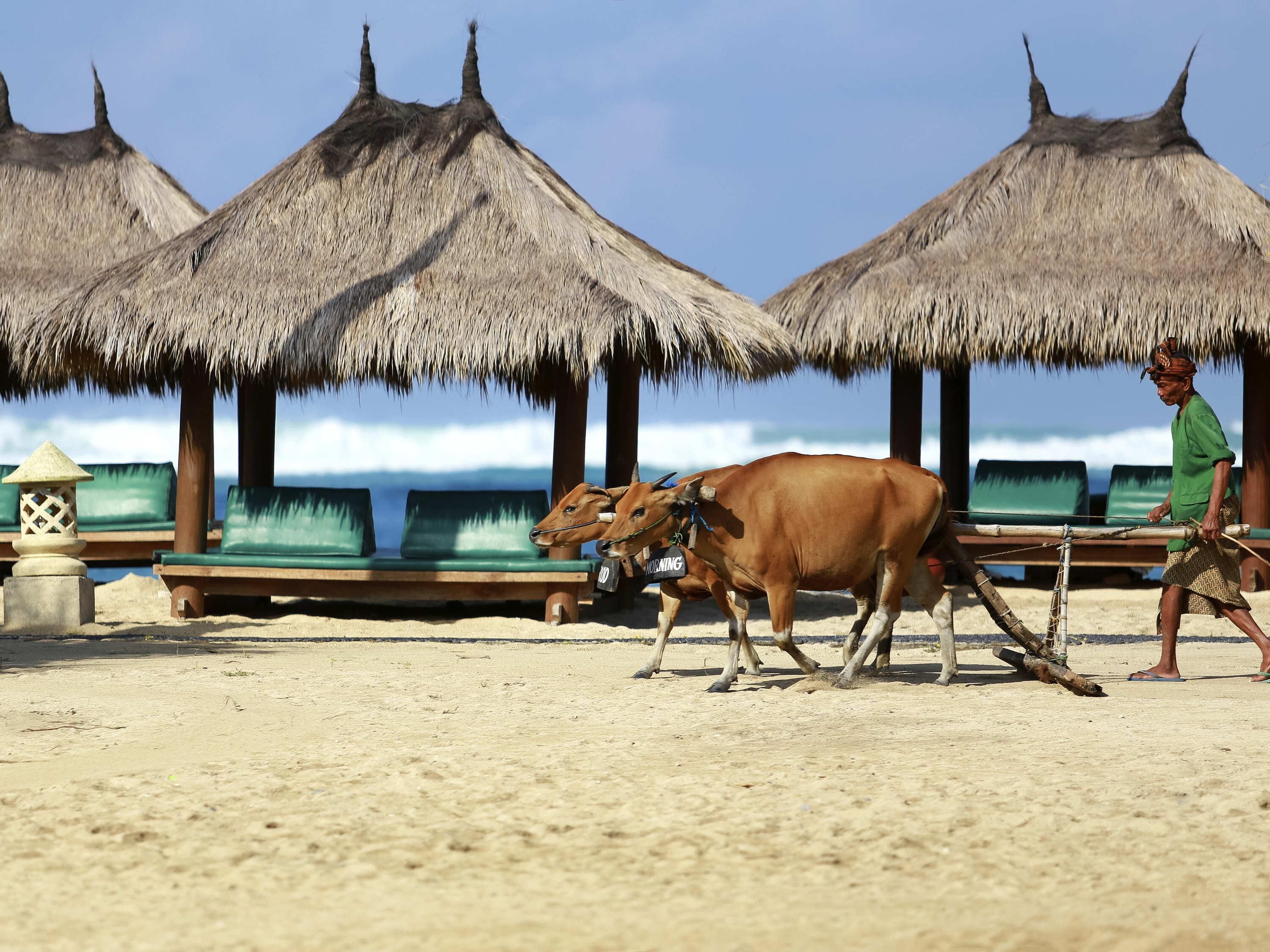 A beach scene with thatched umbrellas, lounge chairs, and a person leading a cow.