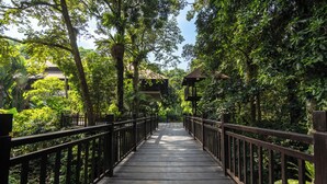 A wooden bridge with black railings, surrounded by lush greenery and trees. - Novotel Bogor Golf Resort & Convention Center (Bogor)