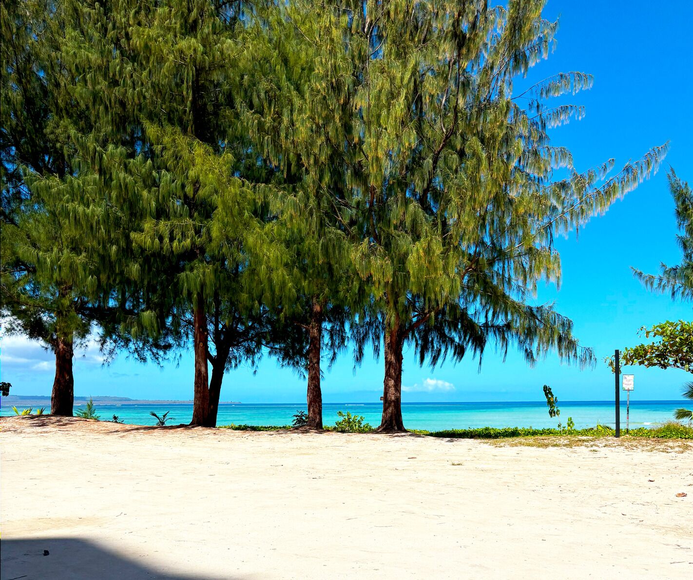 A beach with tall trees and a clear blue sky.