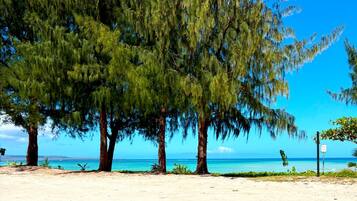 A beach with tall trees and a clear blue sky.