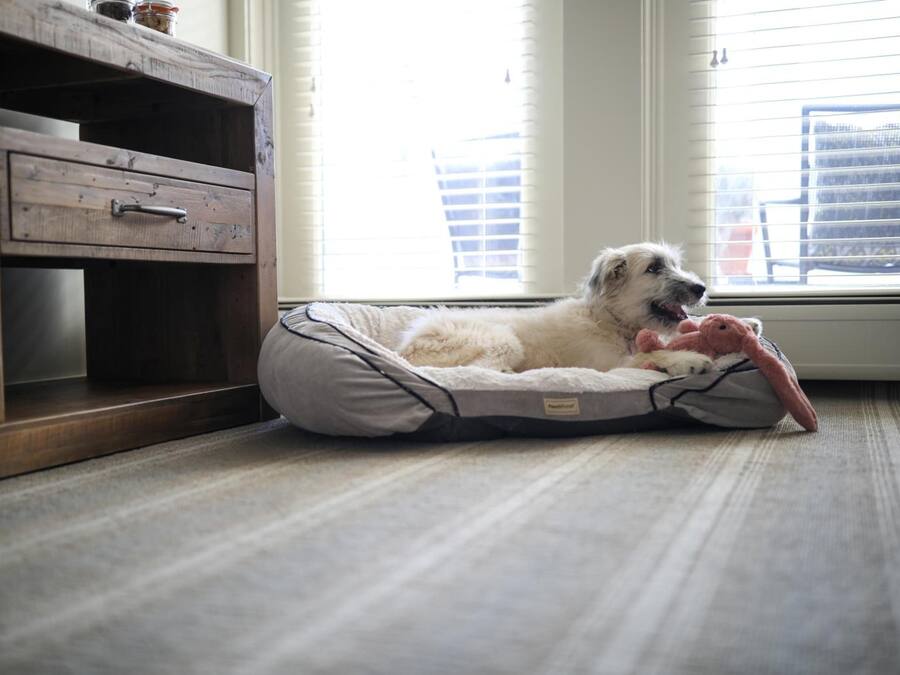 A dog lying on a pet bed in a room with a wooden cabinet and a window with blinds.