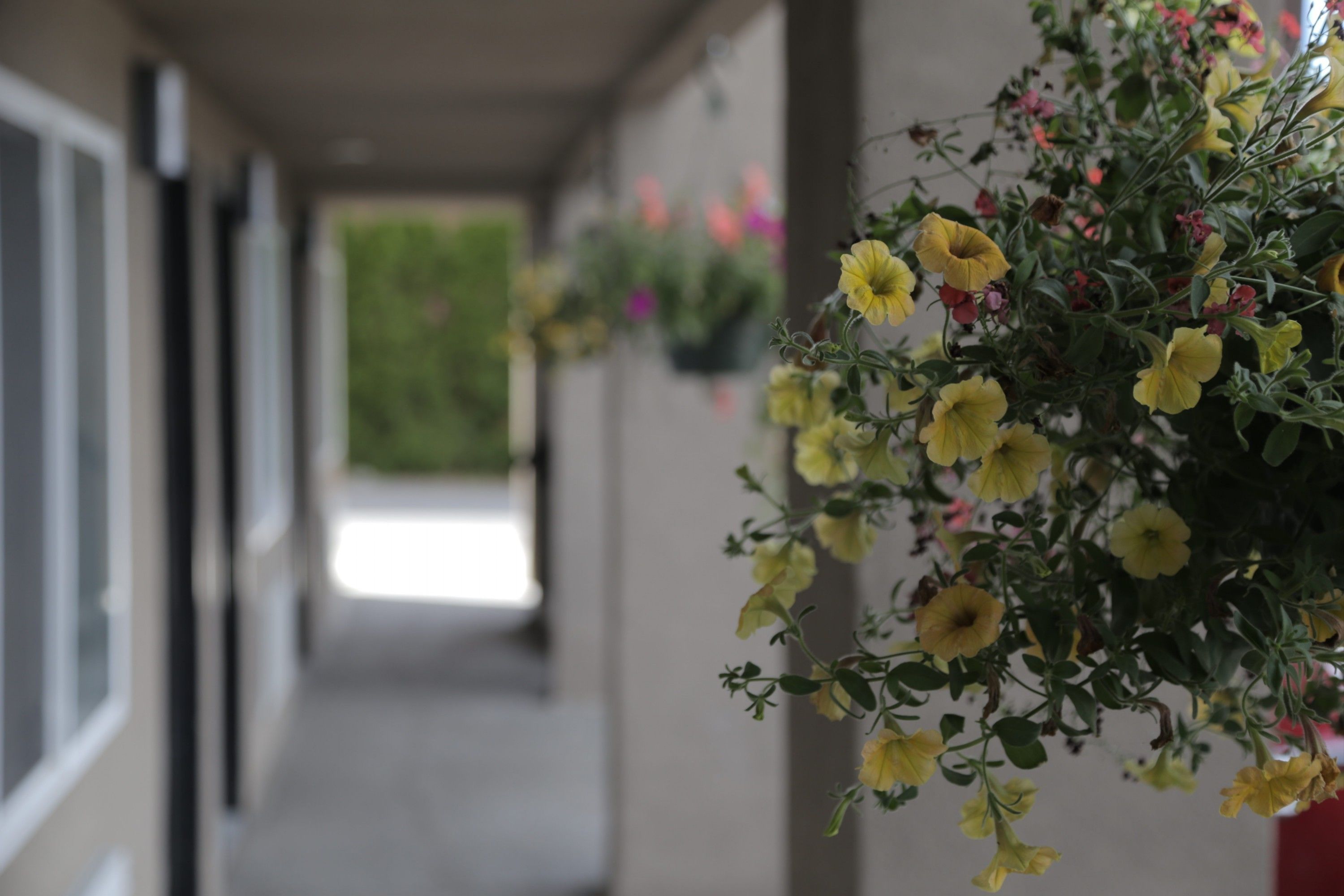 A corridor with hanging flower baskets containing yellow flowers.