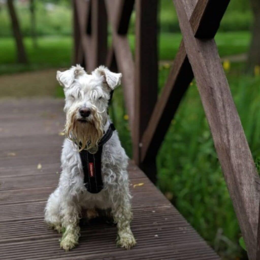 A small, white dog with a black harness sitting on a wooden deck.