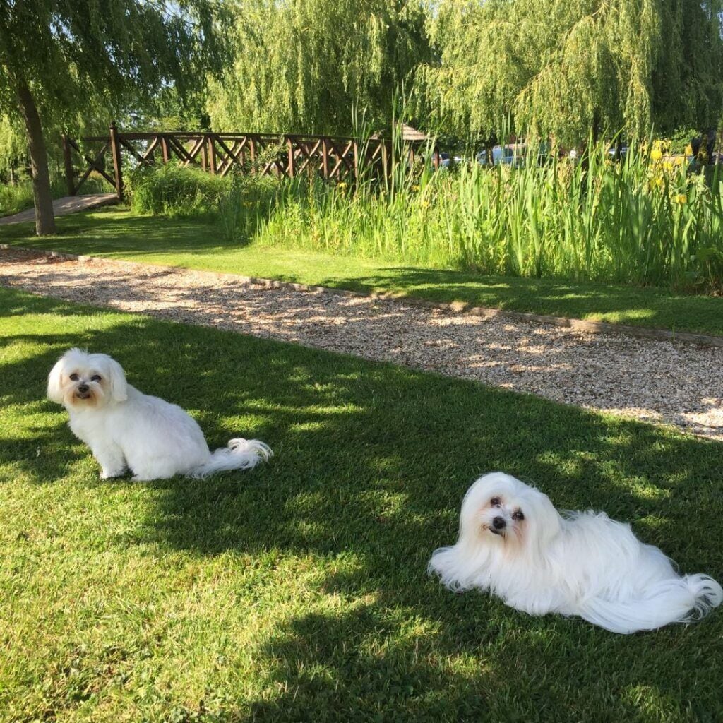 Two small white dogs lying on a grassy area with a wooden fence and trees in the background.