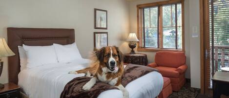 A hotel room with a bed, a dog lying on it, a chair, a lamp, and a window with blinds.